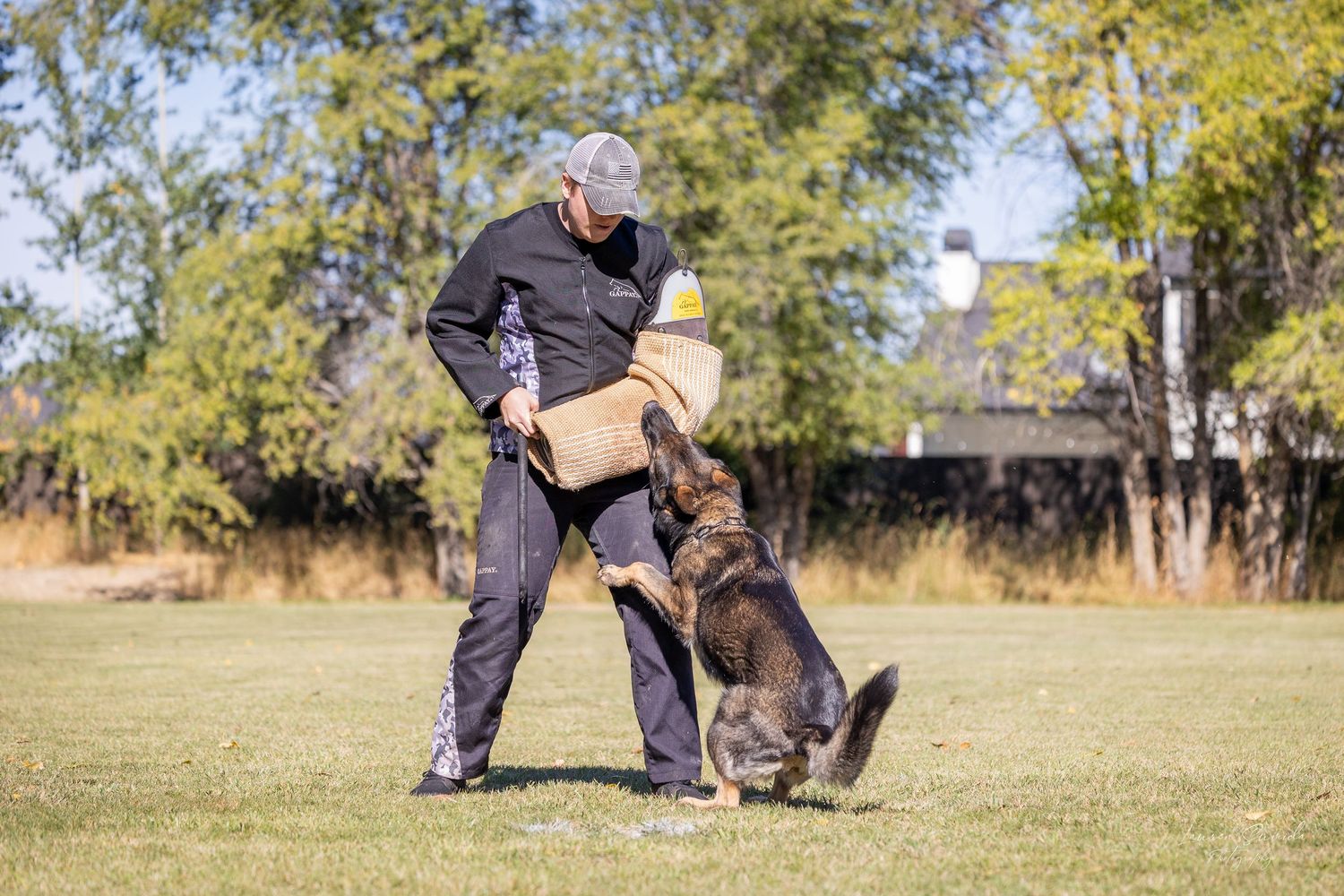 German Shepherd engages in professional protection dog training exercises.