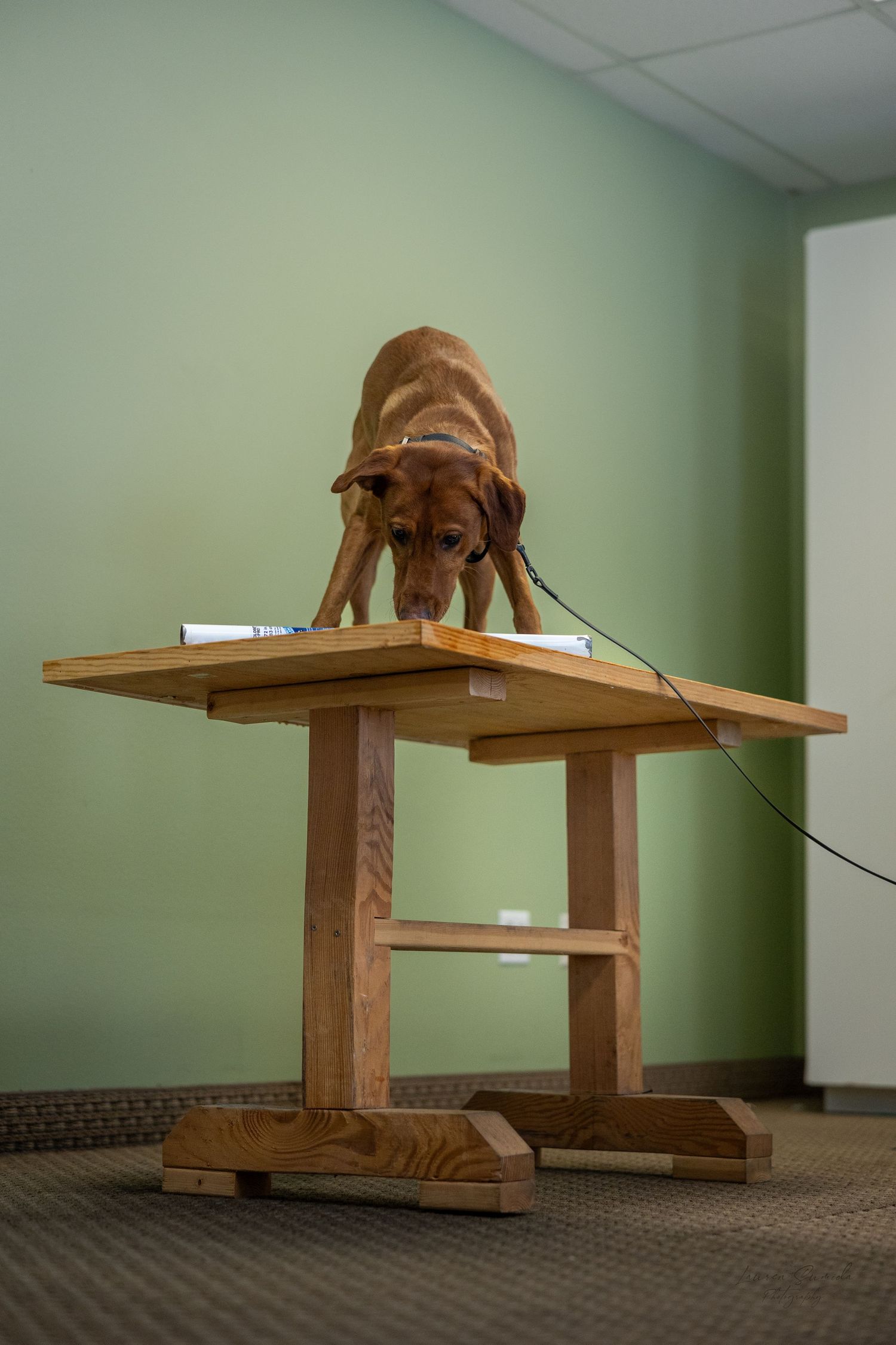 Brown dog performing balance exercises on wooden platforms in training room.
