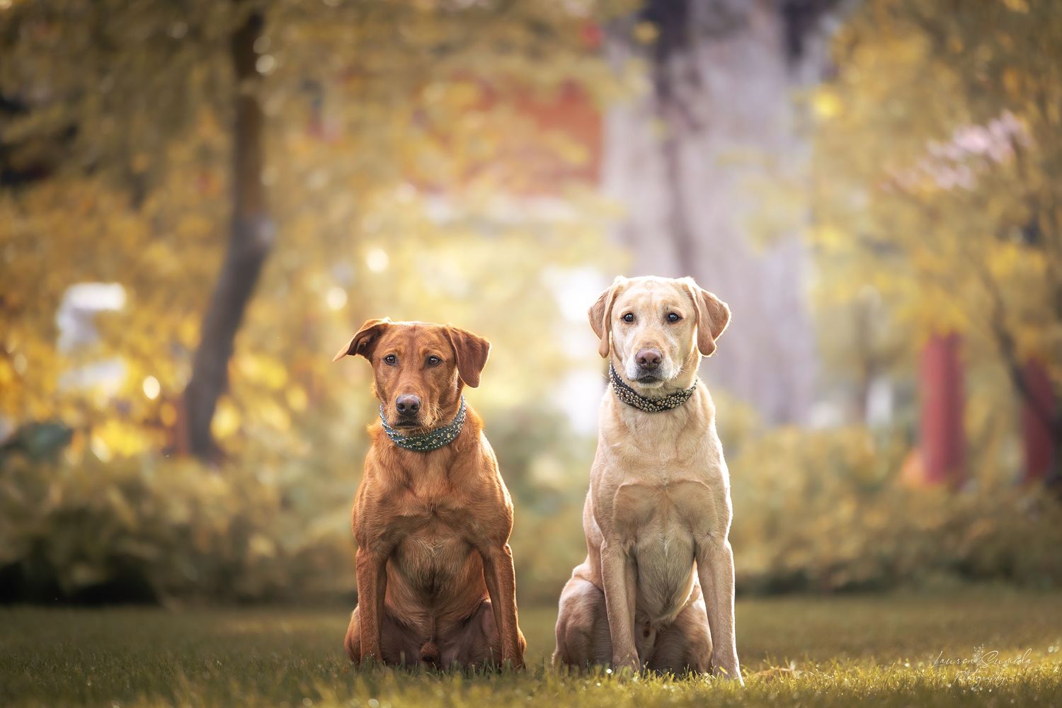 Row of Labrador puppies sitting in autumn grass with golden bokeh lighting.