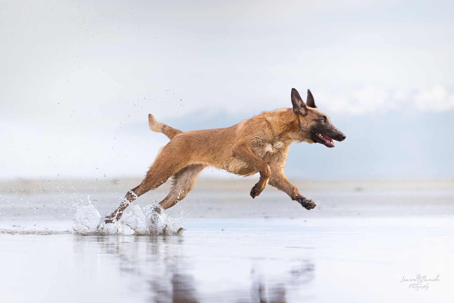 Belgian Malinois dog running and splashing through shallow water with intense focus.