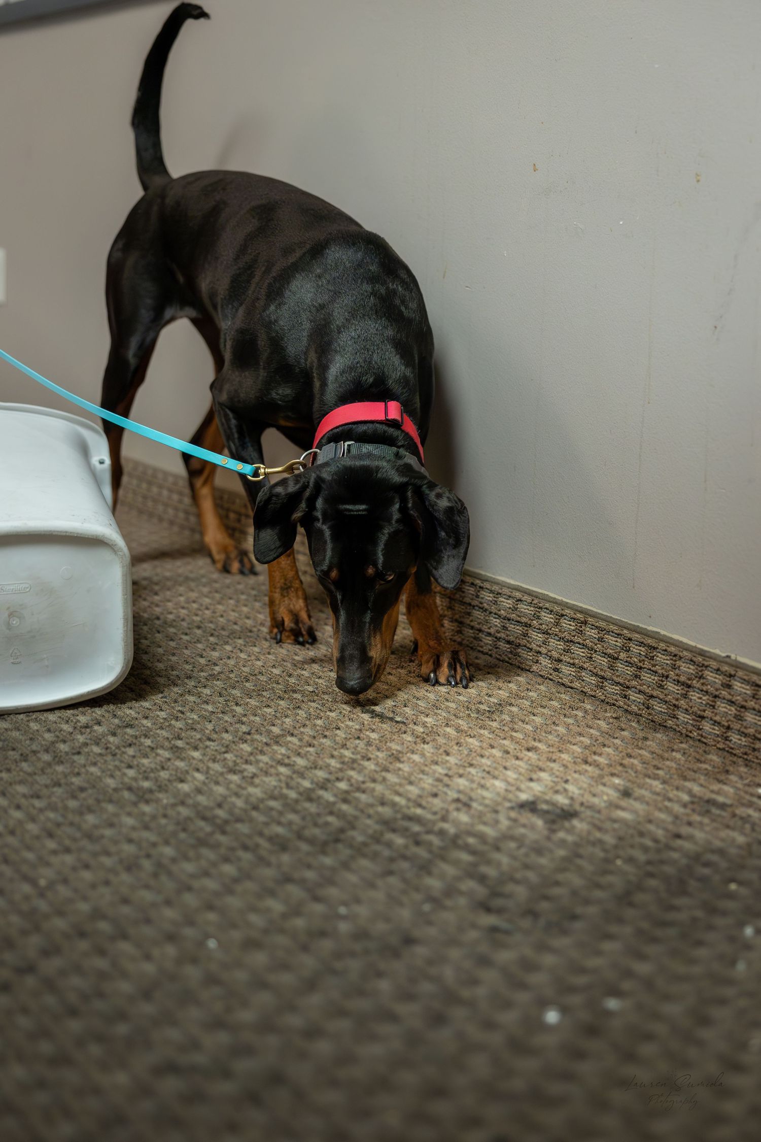 Black and tan dog sniffing white container on carpet.