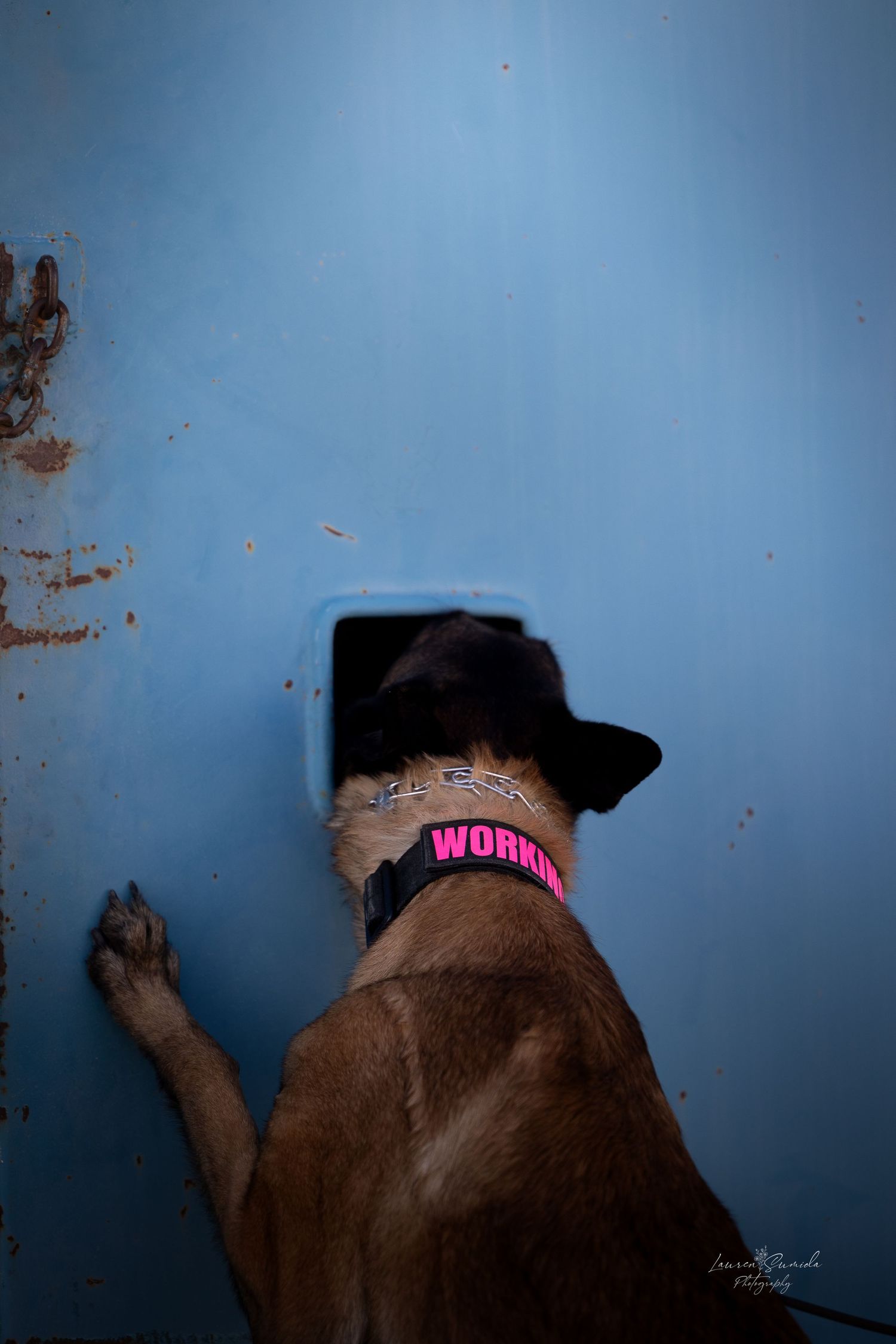 Back view of a brown dog wearing a pink collar looking at a blue wall.