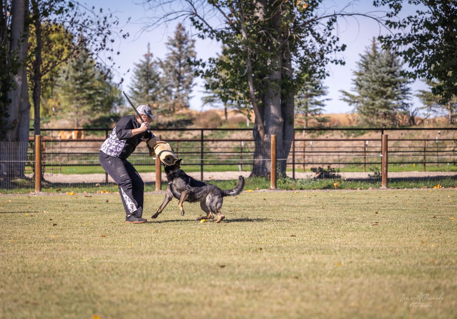 German Shepherd dog running and jumping during an outdoor training session in a grassy field.