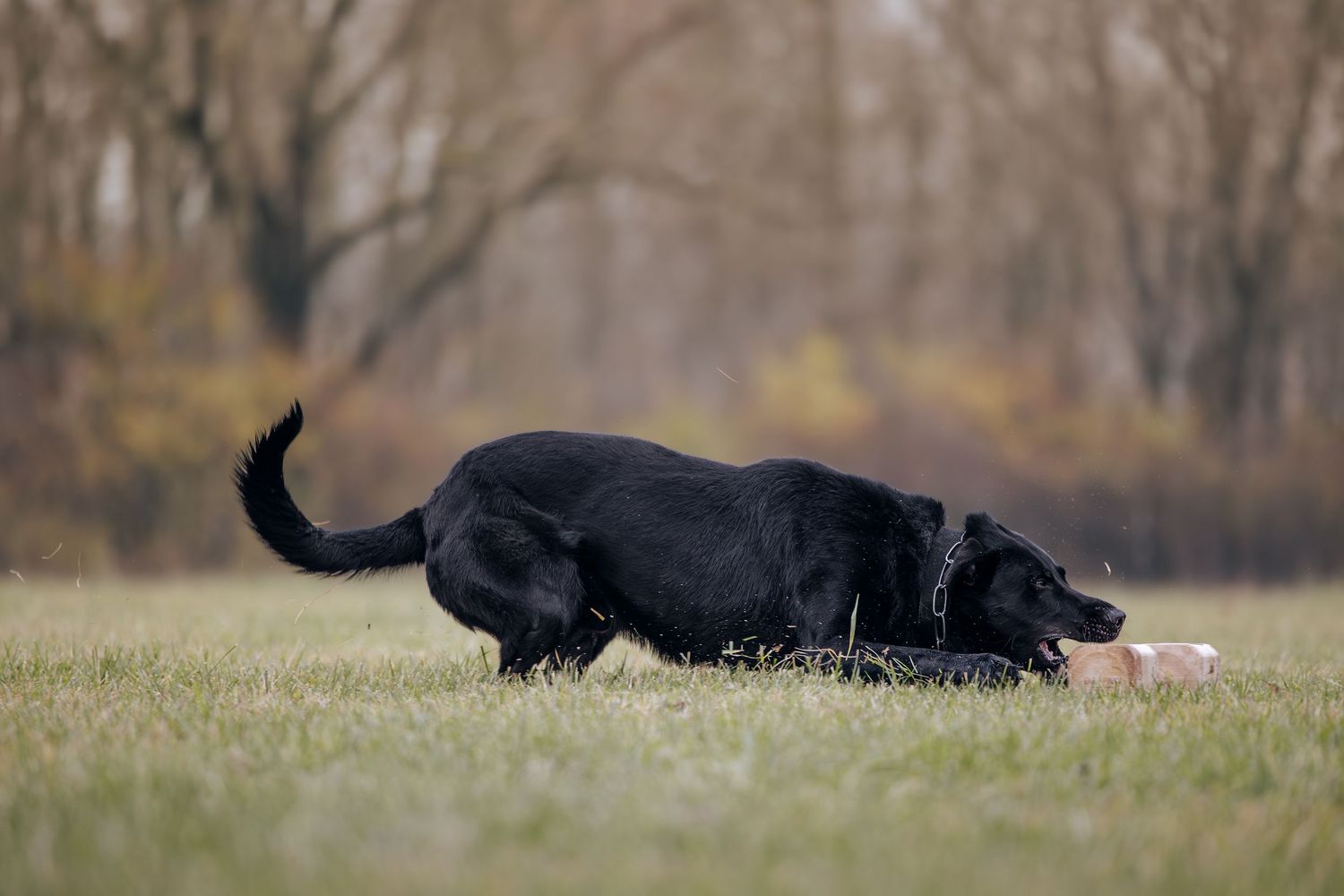 Black dog lying down in grass field while reaching for a training toy.