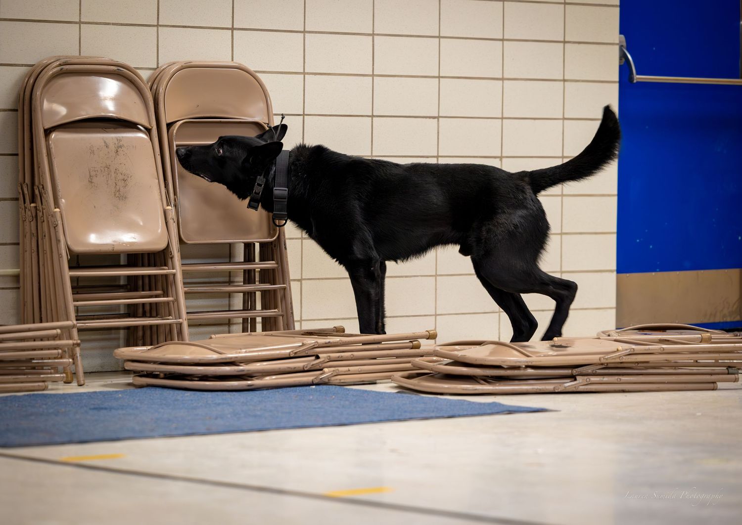 A black working dog performs a search exercise near folding chairs in an indoor facility.
