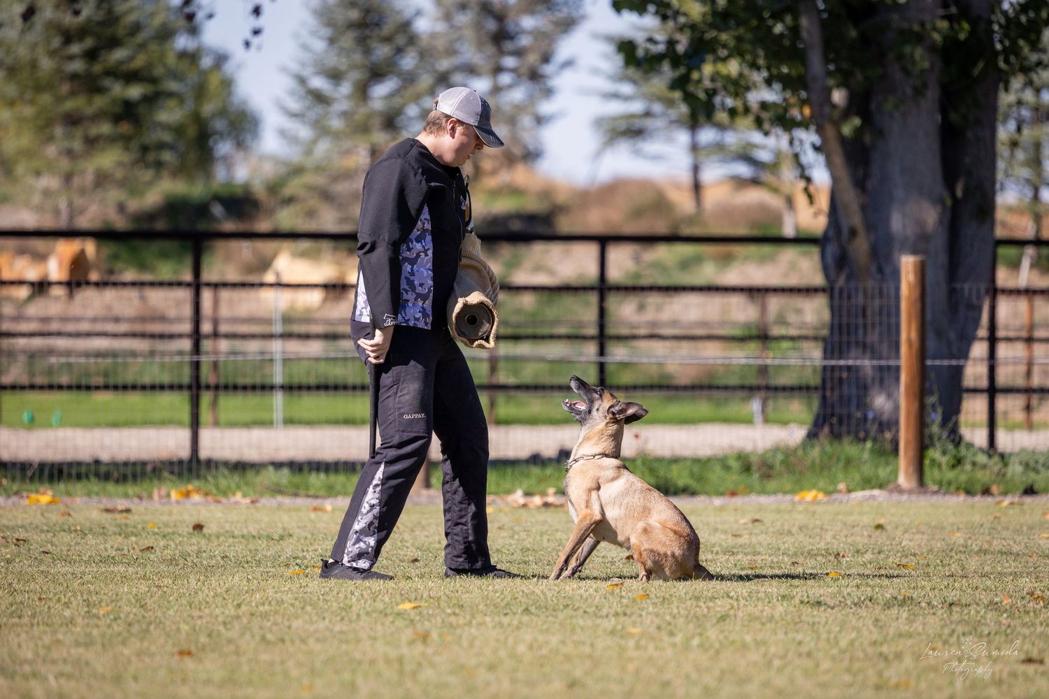 Training session shows dog and handler working on obedience exercises.