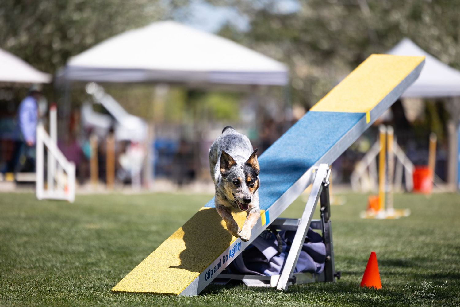 Dog descending yellow and blue seesaw obstacle during agility training.