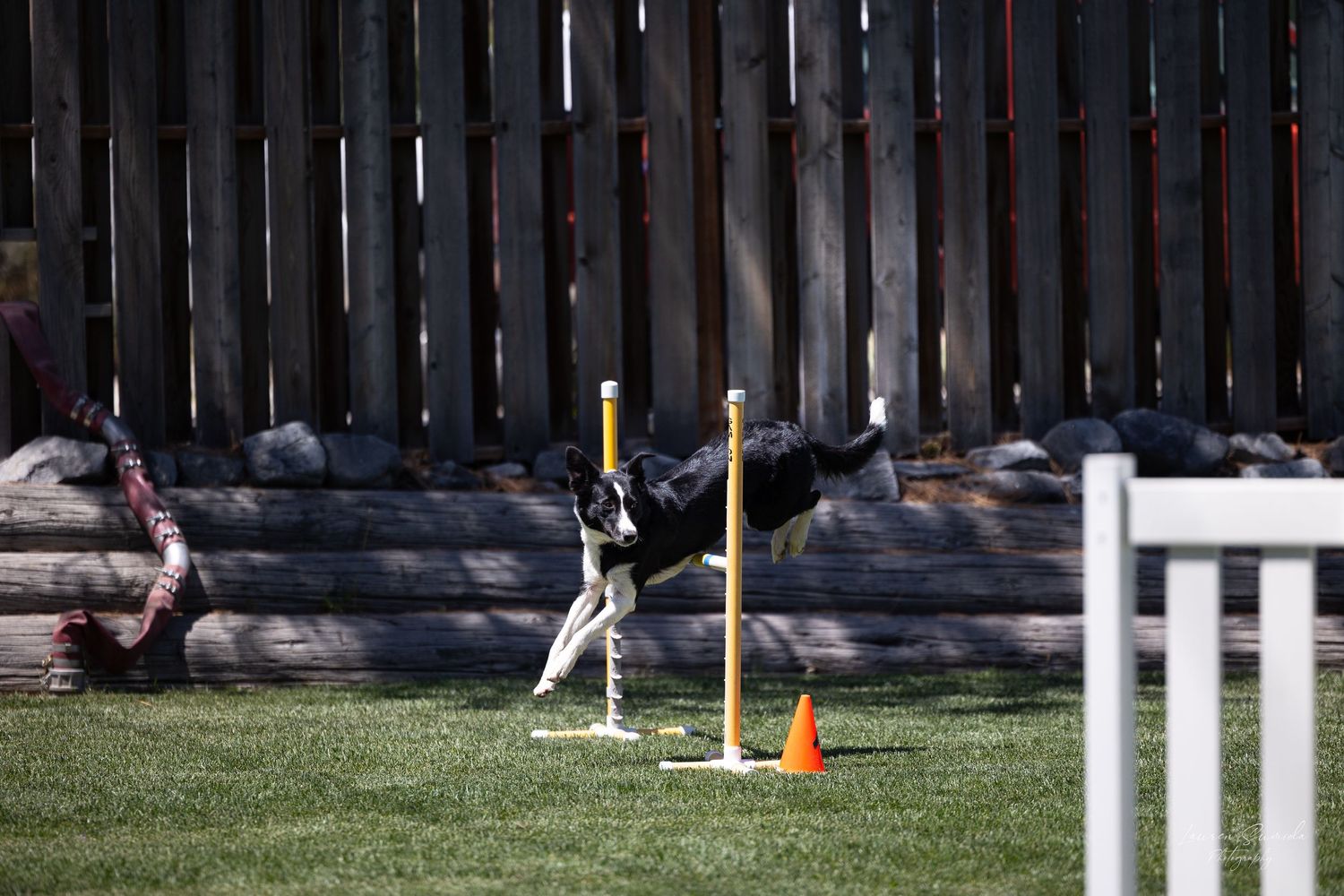 A spotted dog gracefully jumping through weave poles in an outdoor agility course.