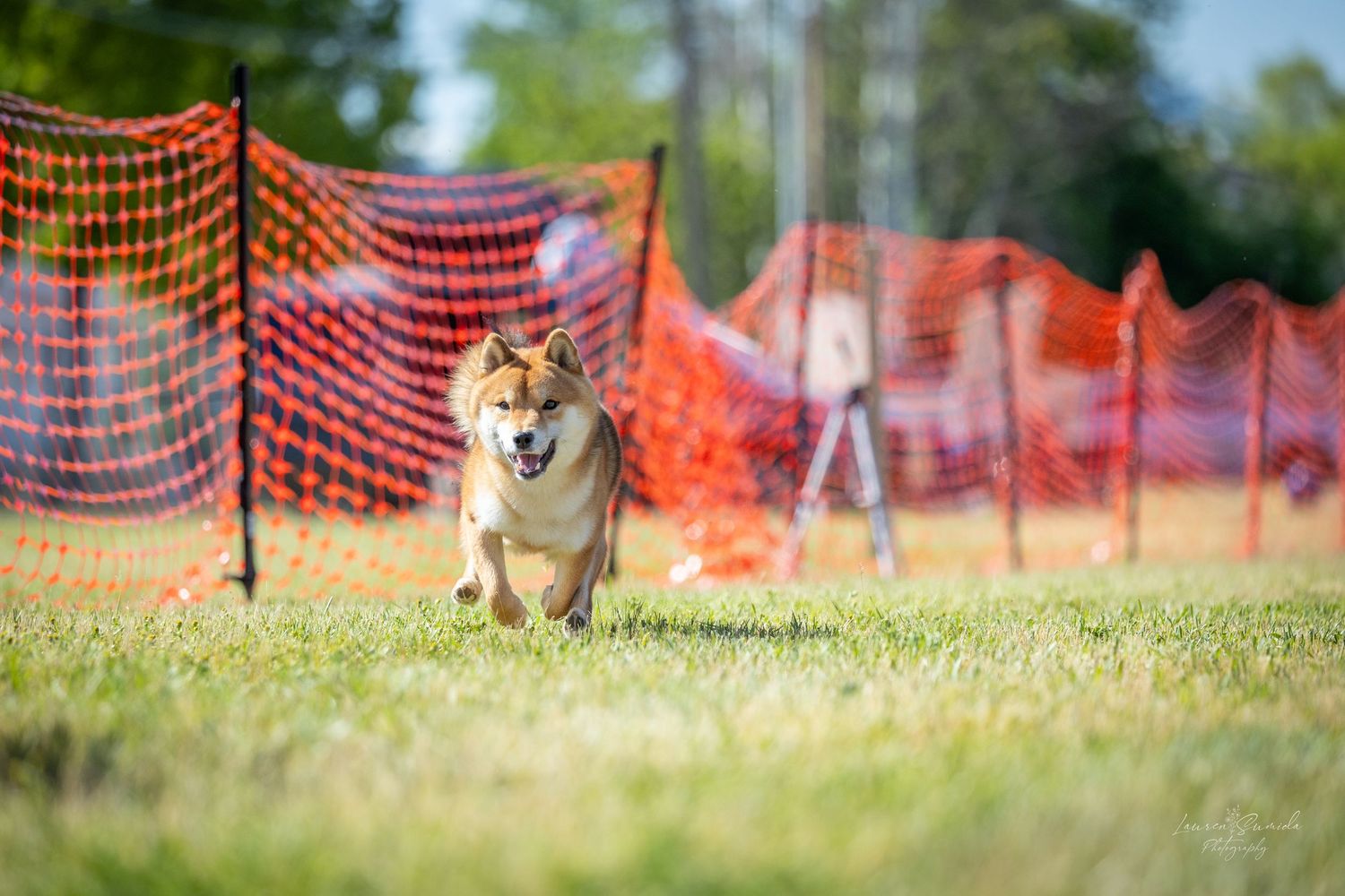 A happy Shiba Inu running on green grass with orange safety fencing in the background.