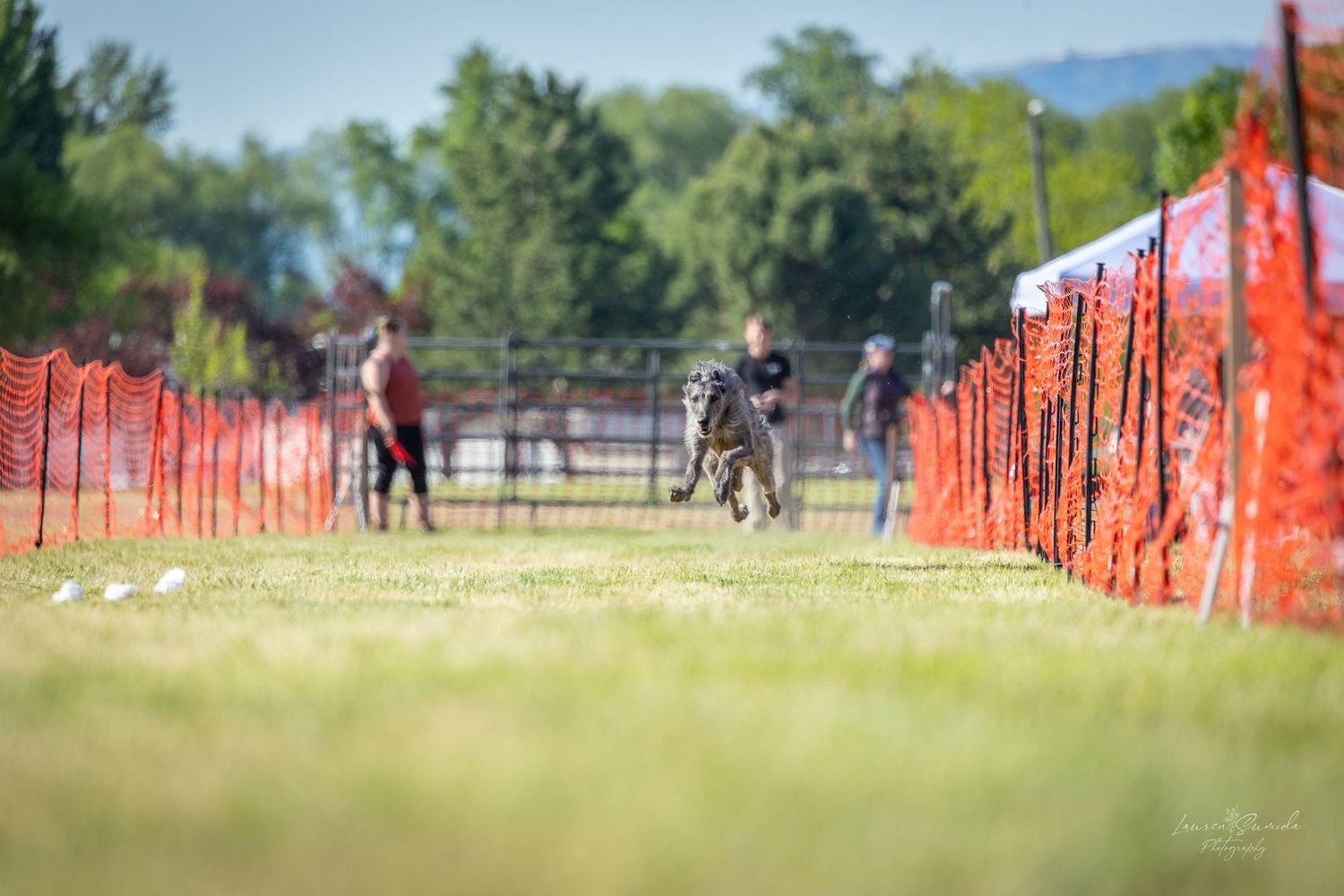 Boston terrier dog running through an agility course with orange safety fencing in the background.