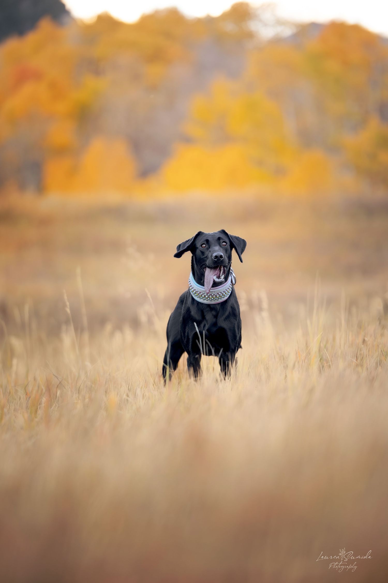 Black Labrador retriever standing in tall grass during autumn sunset.