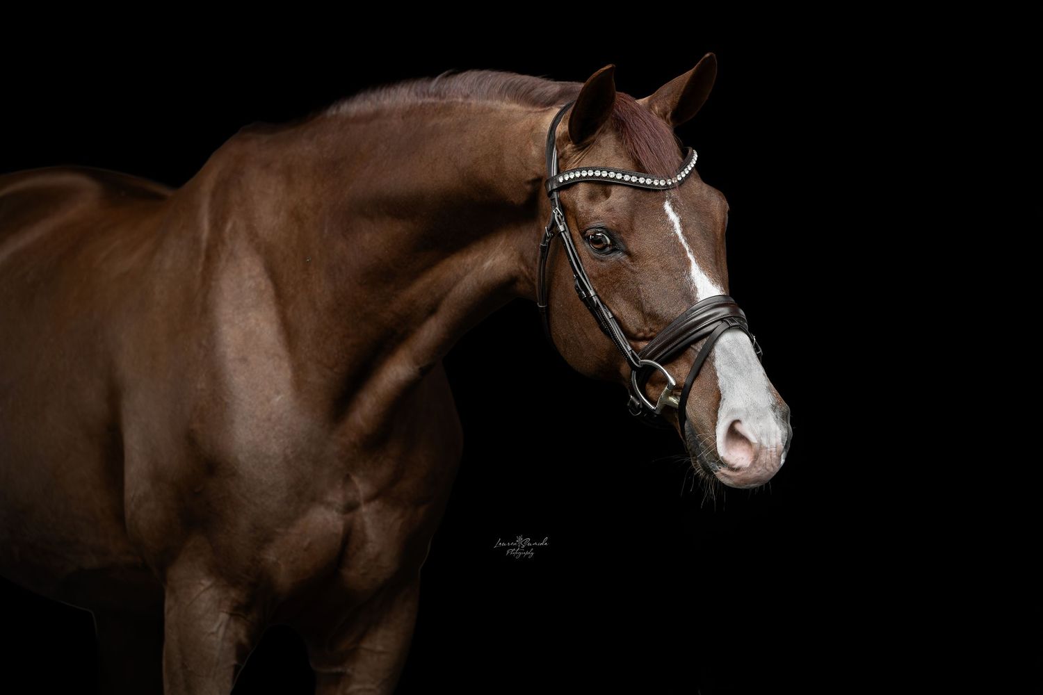 Side view of bay horse wearing leather tack photographed against black background.