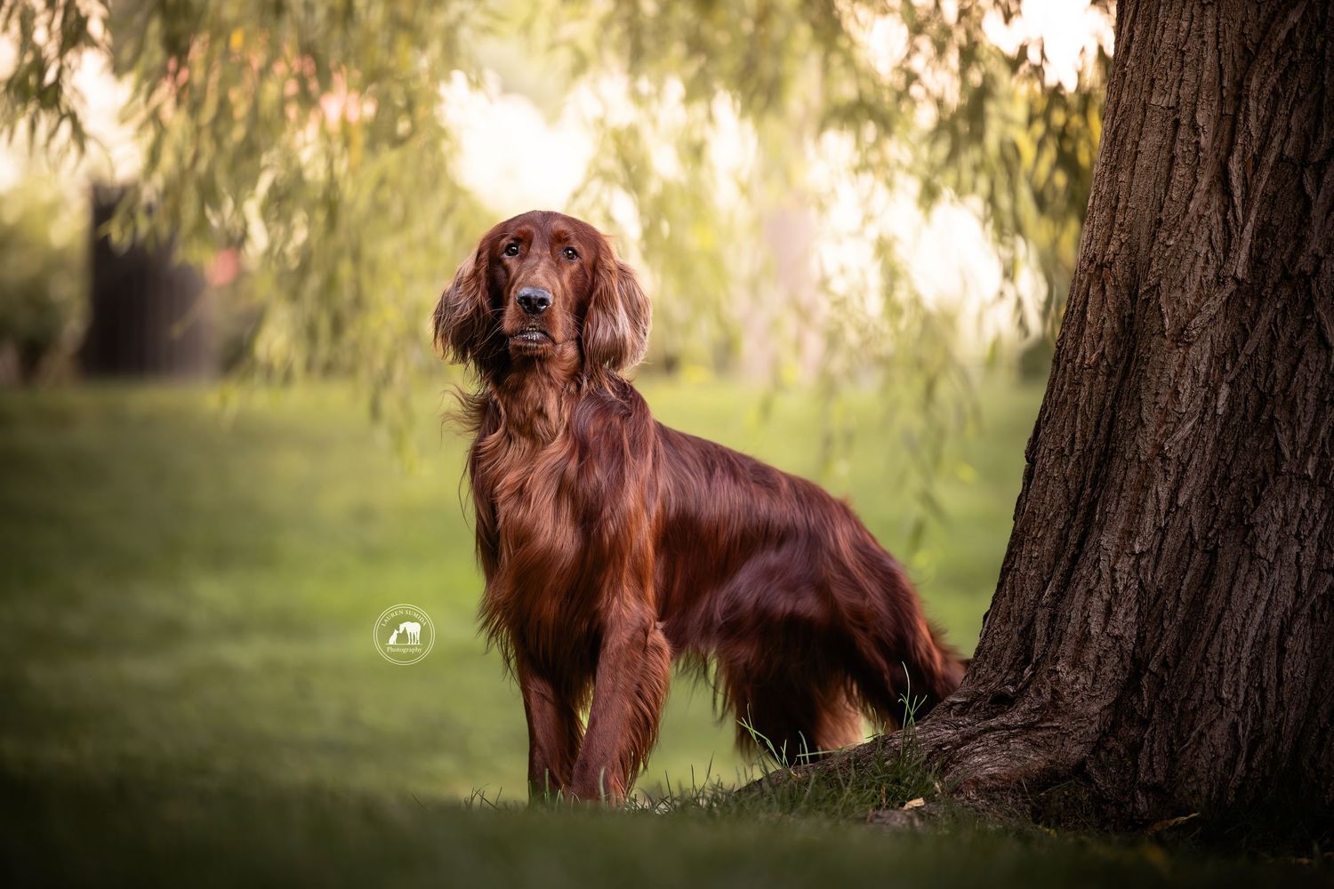 Red Irish Setter dog standing on green grass beside a large tree trunk in a sunlit park with soft blurred background.