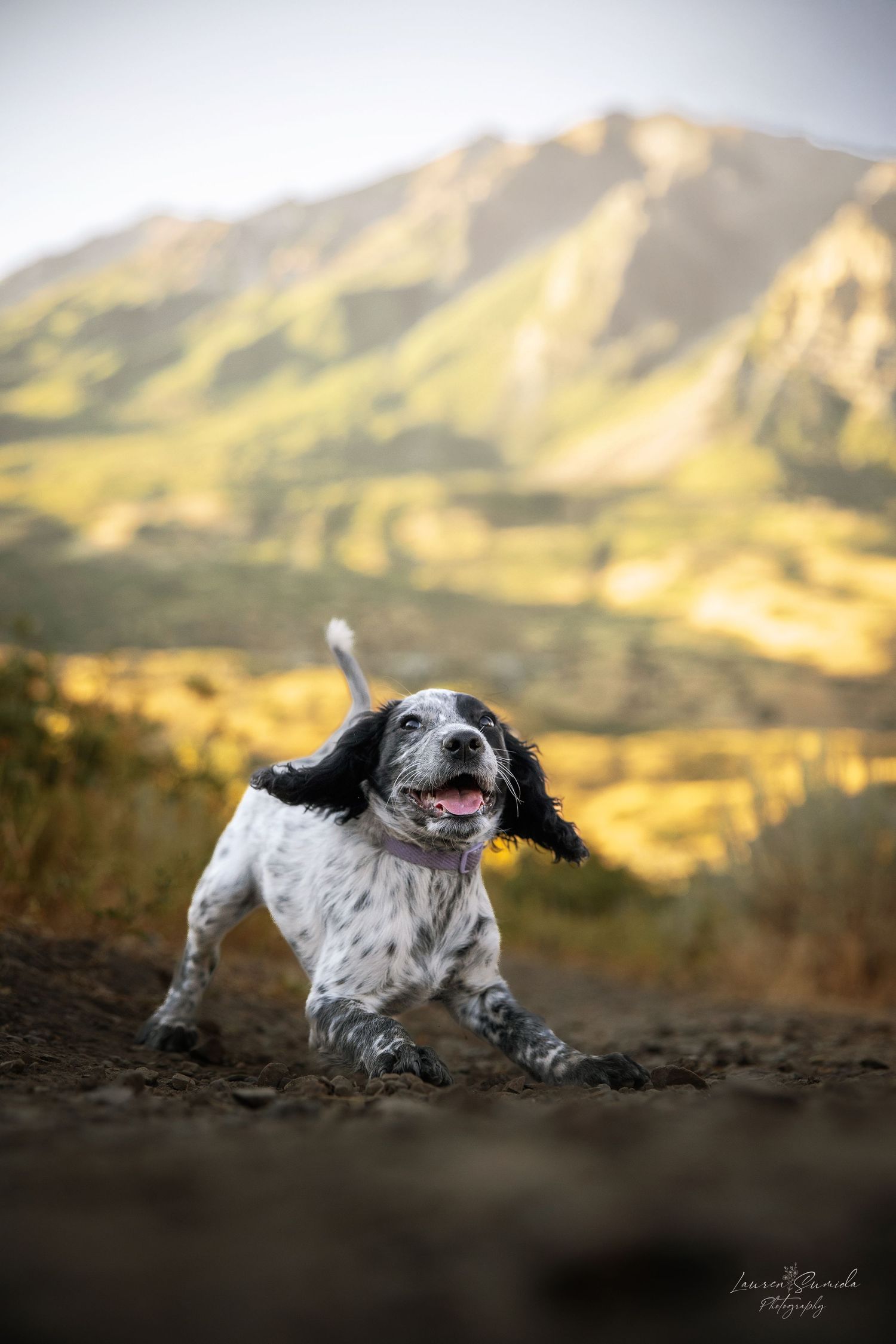 Energetic spaniel dog leaping through the air with mountains visible in the background.
