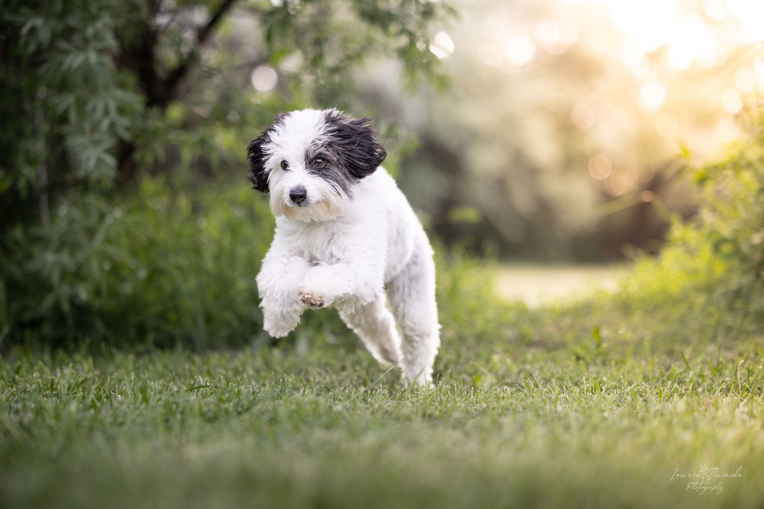 Small white and black dog joyfully running and jumping through grass in golden sunlight.