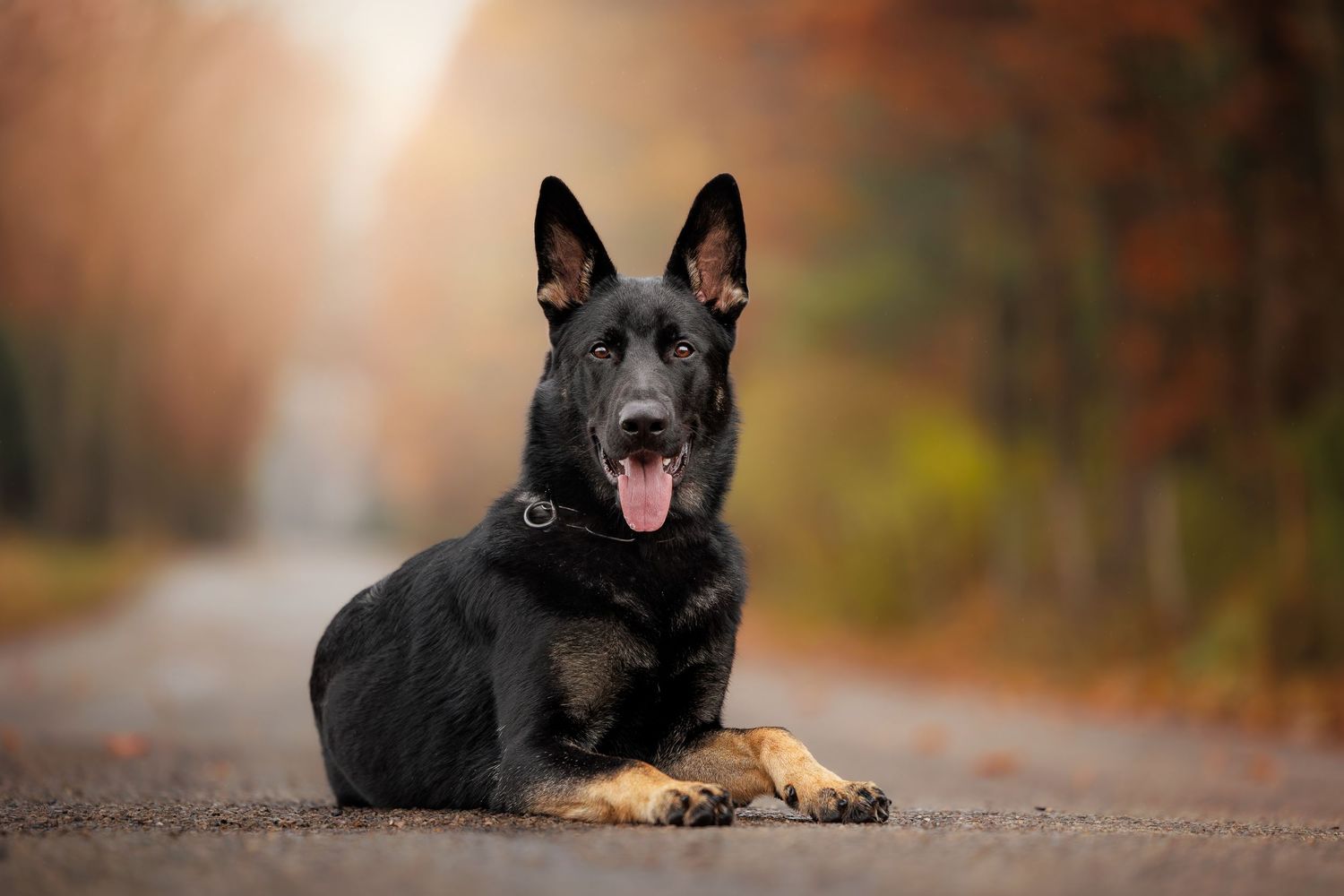 A black and tan German Shepherd dog poses majestically against a blurred autumn background.