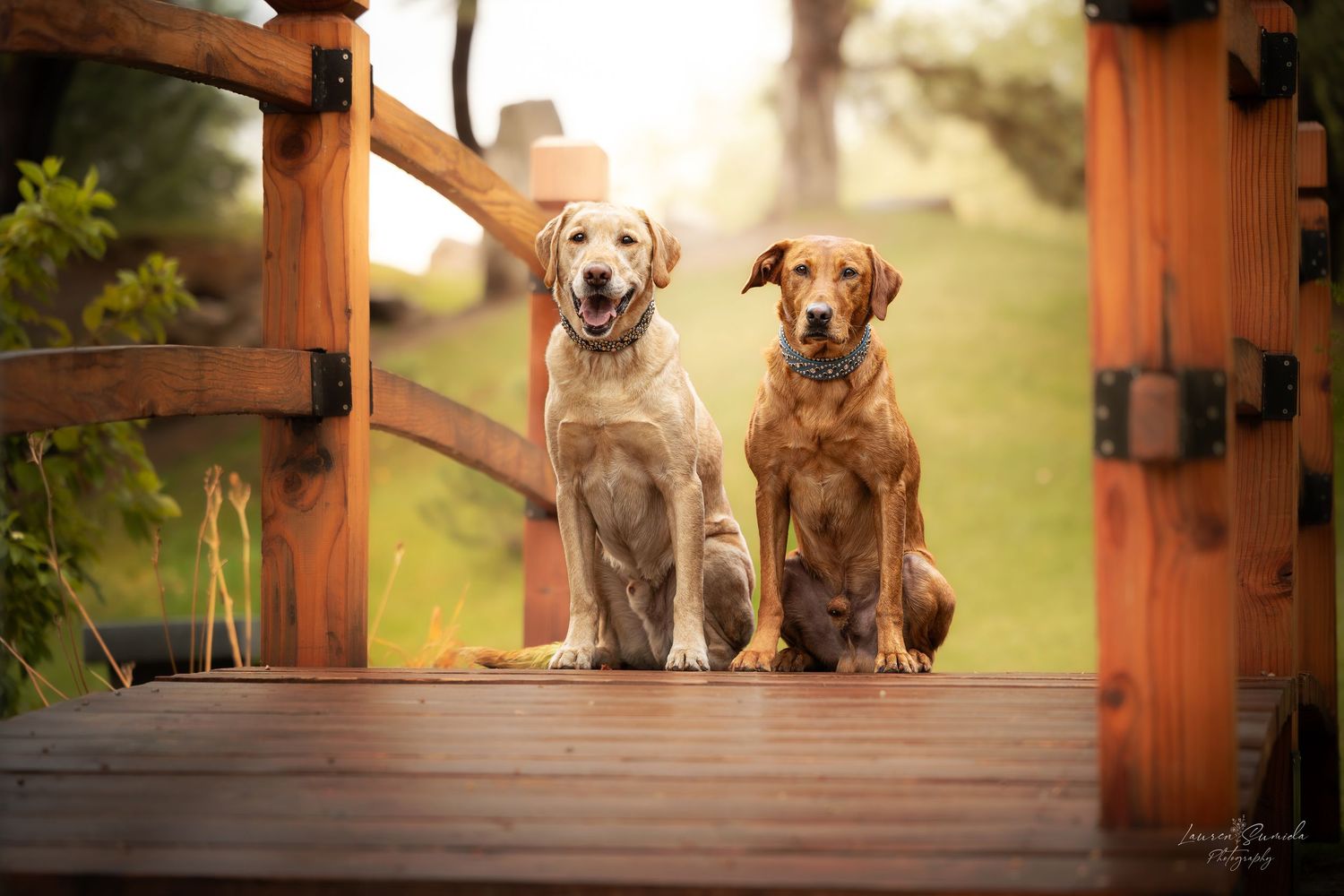 Two happy dogs sitting on wooden porch in warm sunlight.