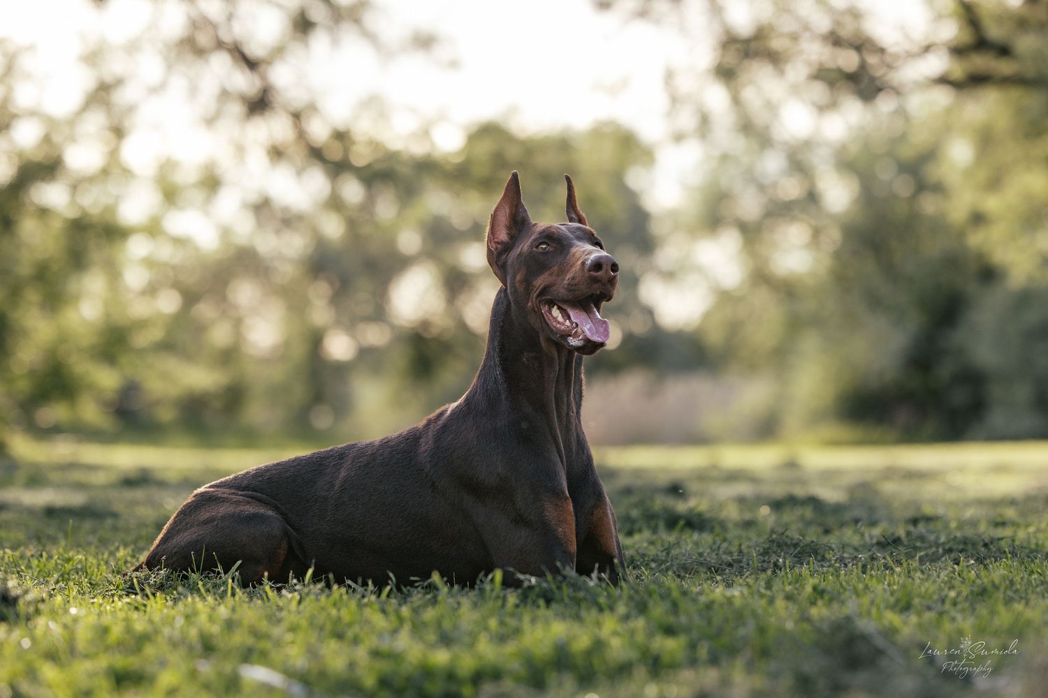 Black dog lying in green grass during golden hour with natural bokeh background.