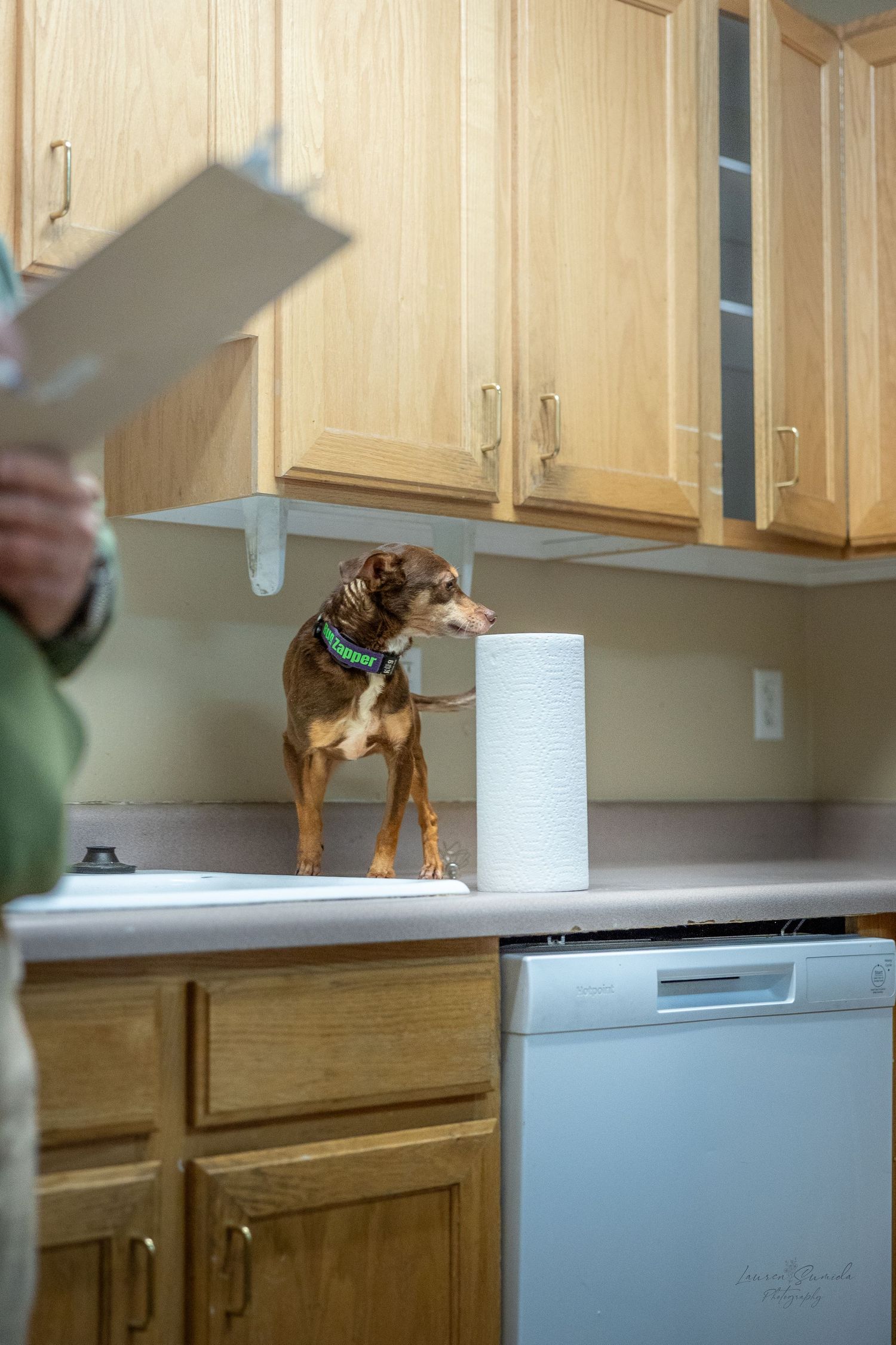 A dog stands on a kitchen counter reaching up toward cabinets during training.