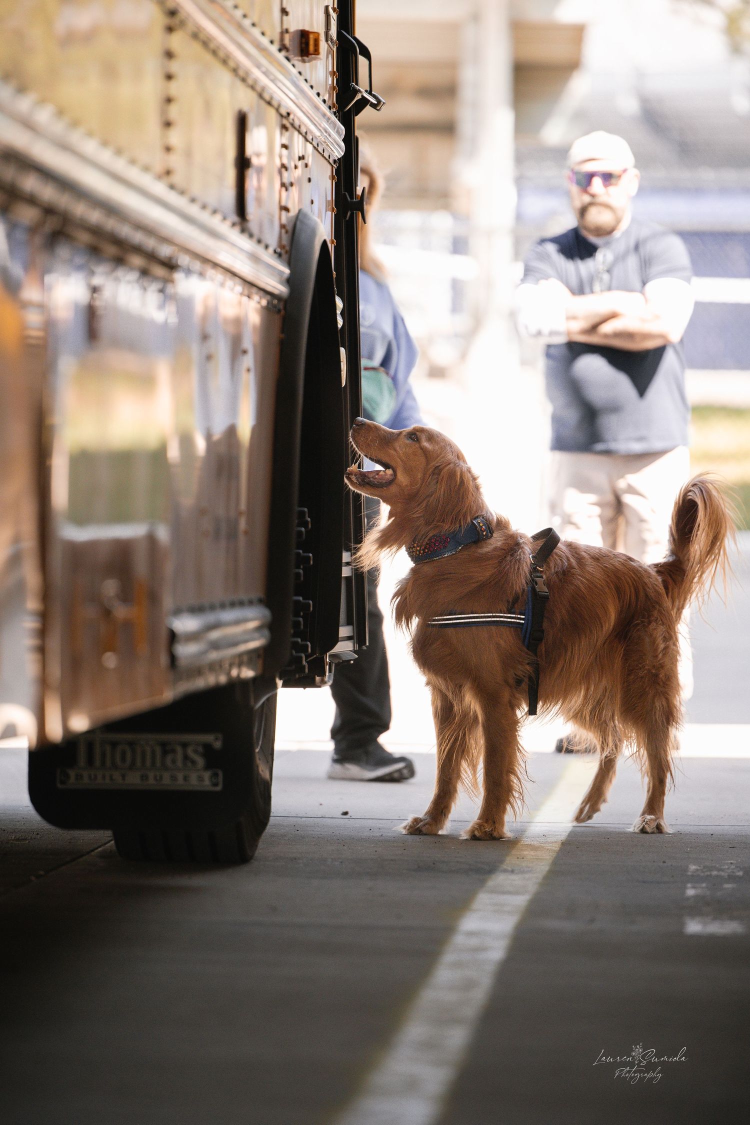 Golden retriever waits patiently next to a delivery truck on a city street.