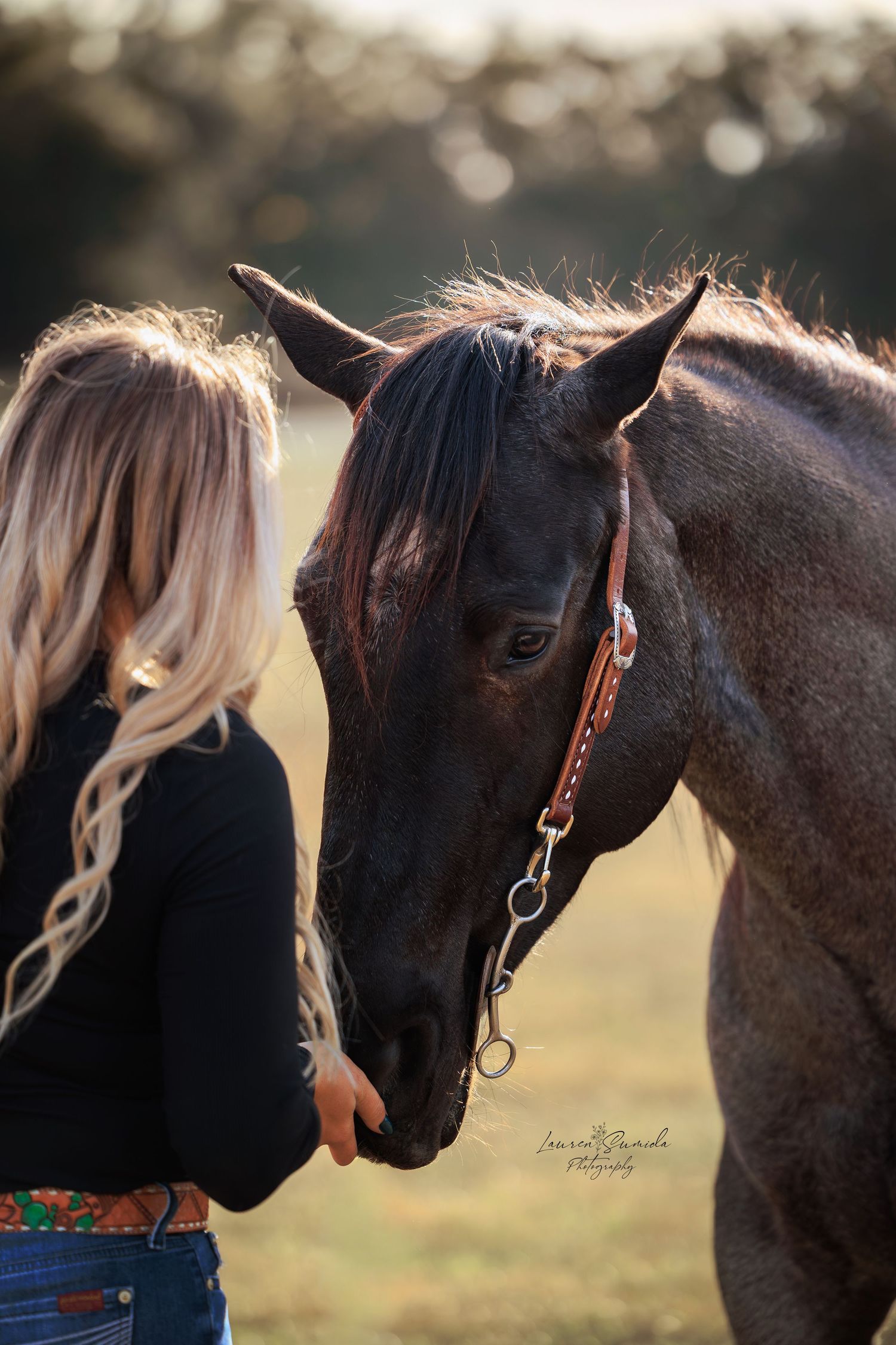 Close-up profile of a dark horse with bridle in golden afternoon sunlight.