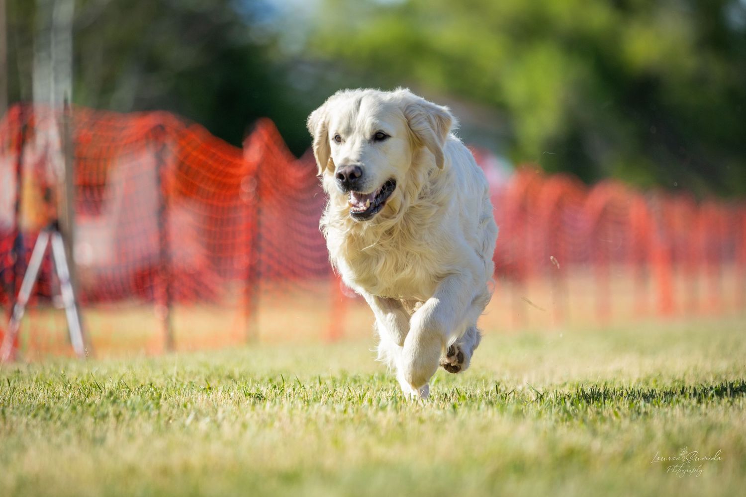 Golden Retriever running joyfully across grass with orange fence in background.