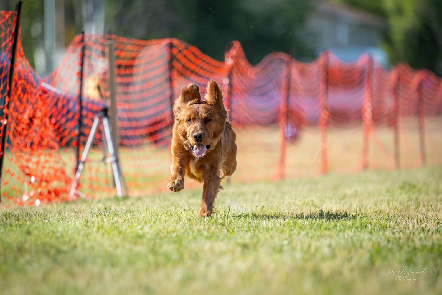 Happy dog leaping through outdoor agility course with orange safety netting visible.