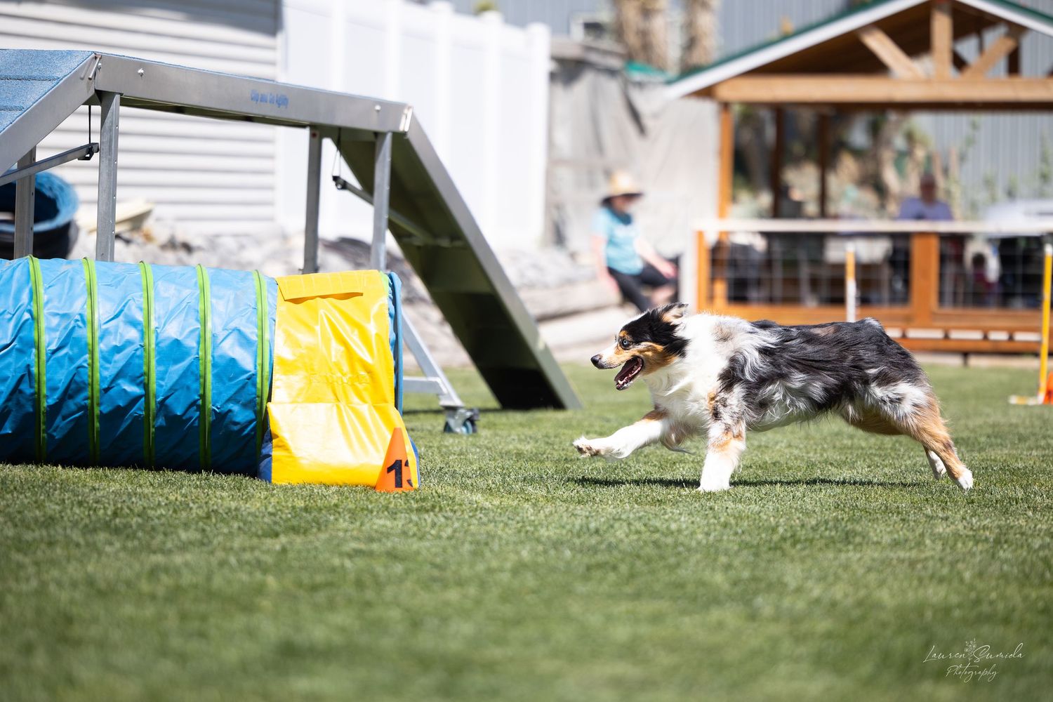 Dogs performing on an agility course with various obstacles and equipment.