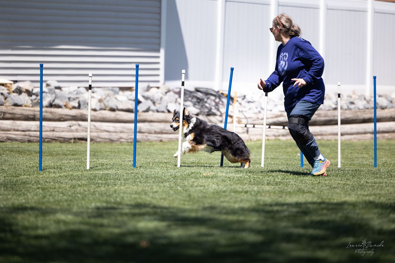 Dog leaping through agility course obstacles in an outdoor competition setting.