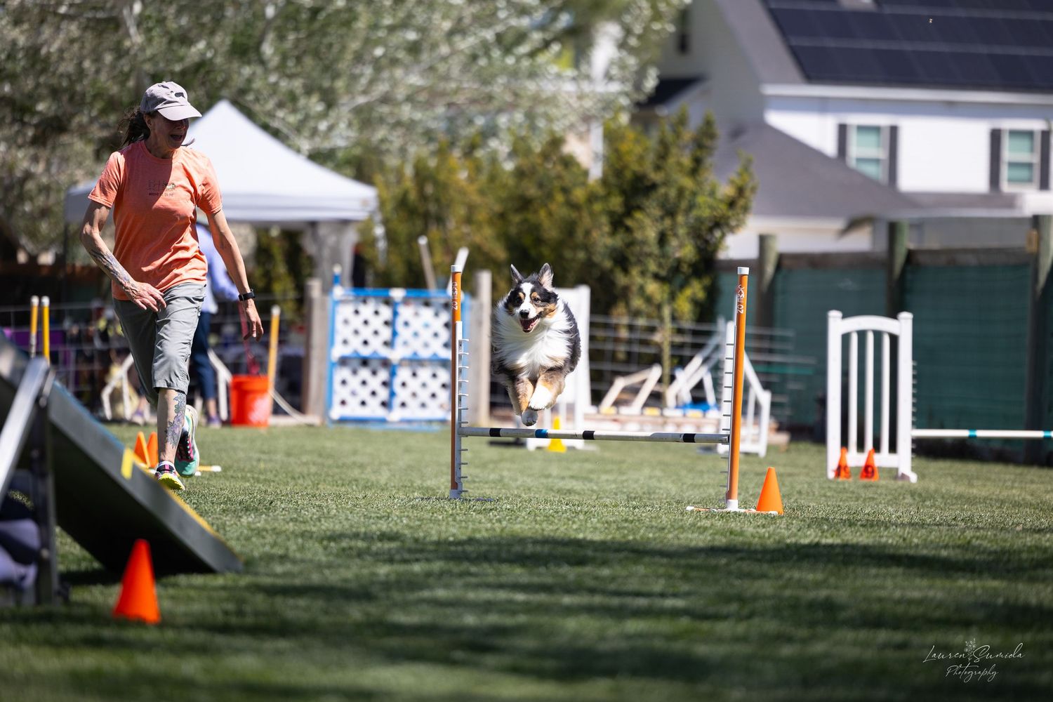 Dogs competing at an outdoor agility event with various obstacles and equipment setup.