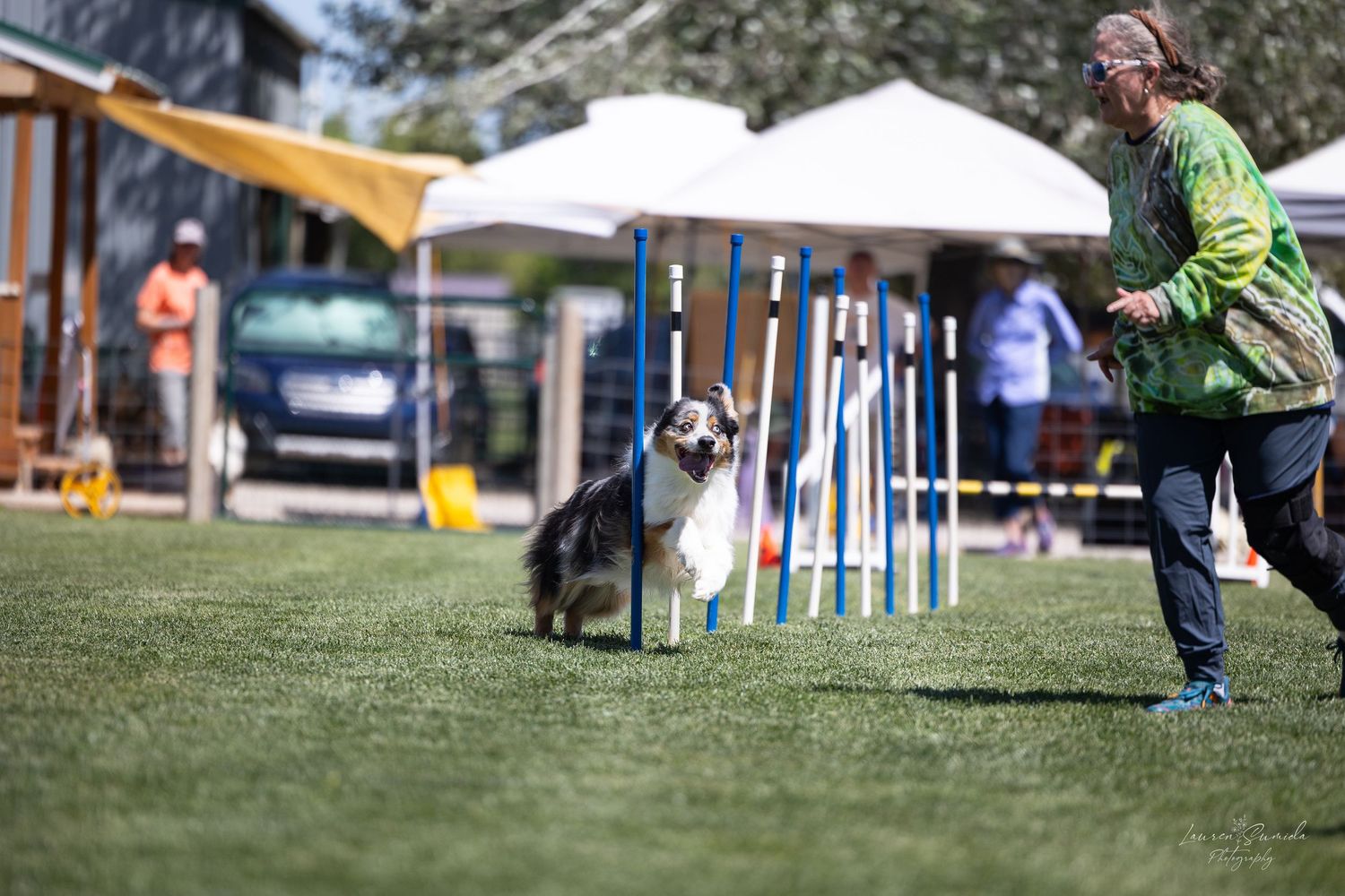 Dogs competing in an outdoor agility course with obstacles and equipment.
