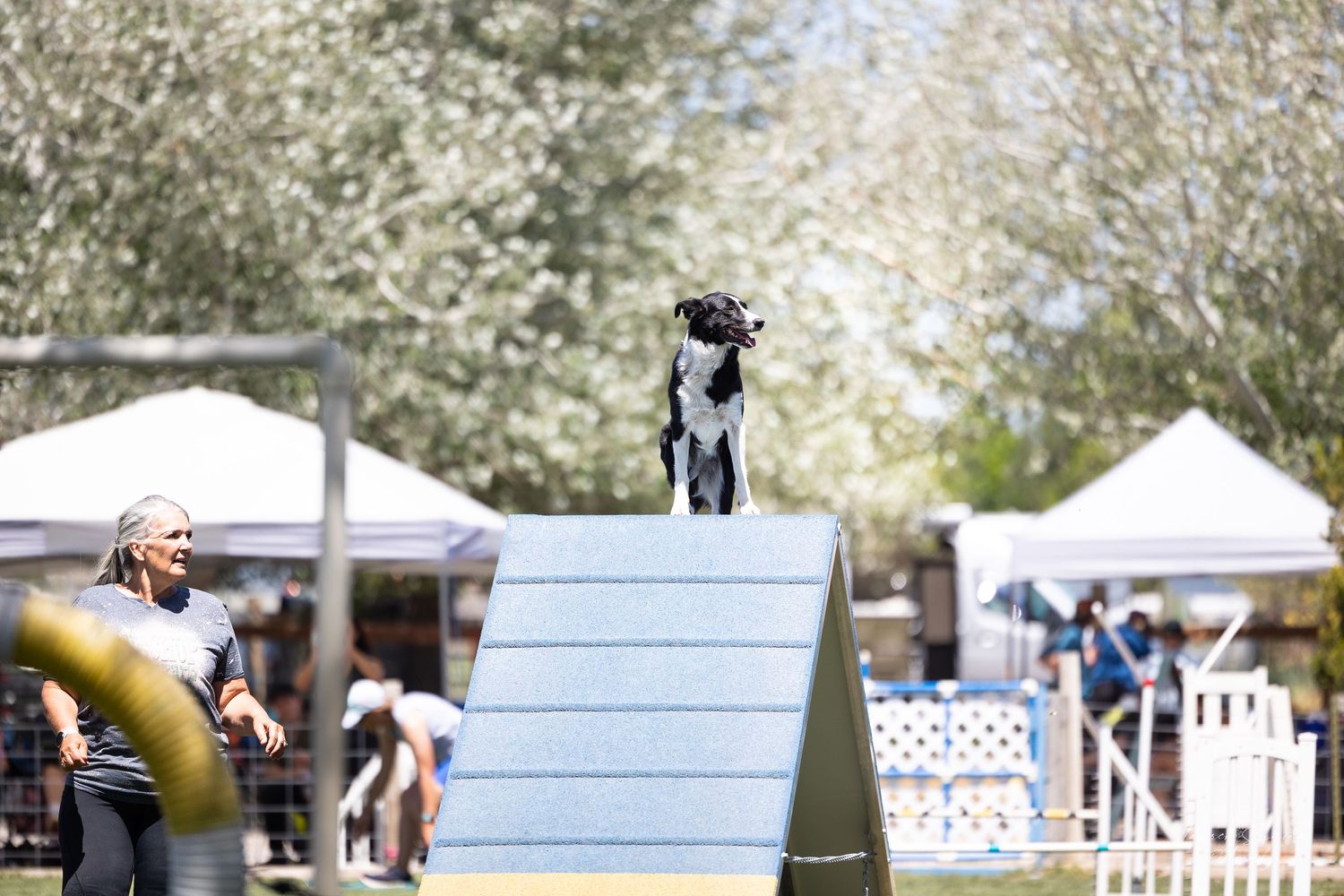 Dog agility course setup with white fencing and obstacles in a sunny outdoor area.