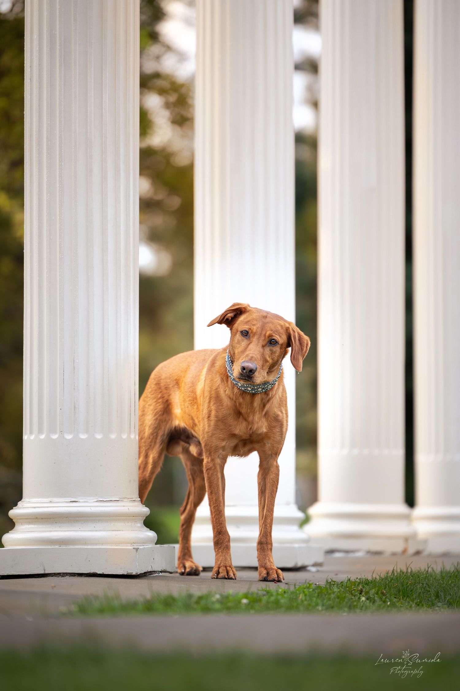 Red-brown dog standing between white classical columns on grass.