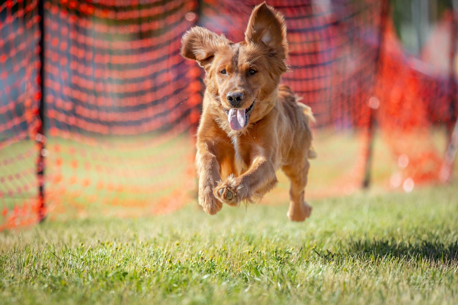 Dog running at full speed across grassy field with orange mesh barriers.