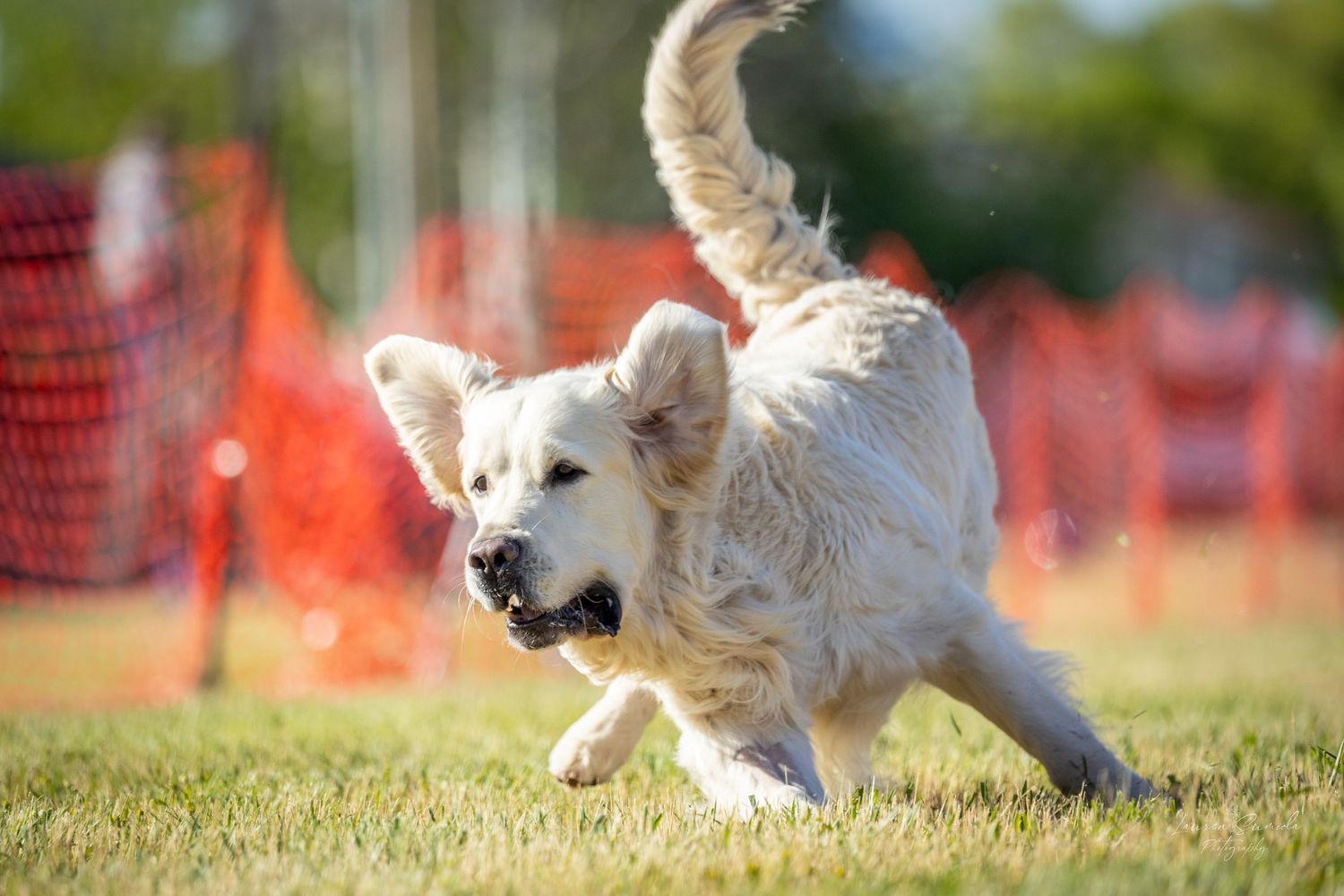 White furry dog bounding across grass field with orange safety netting visible.