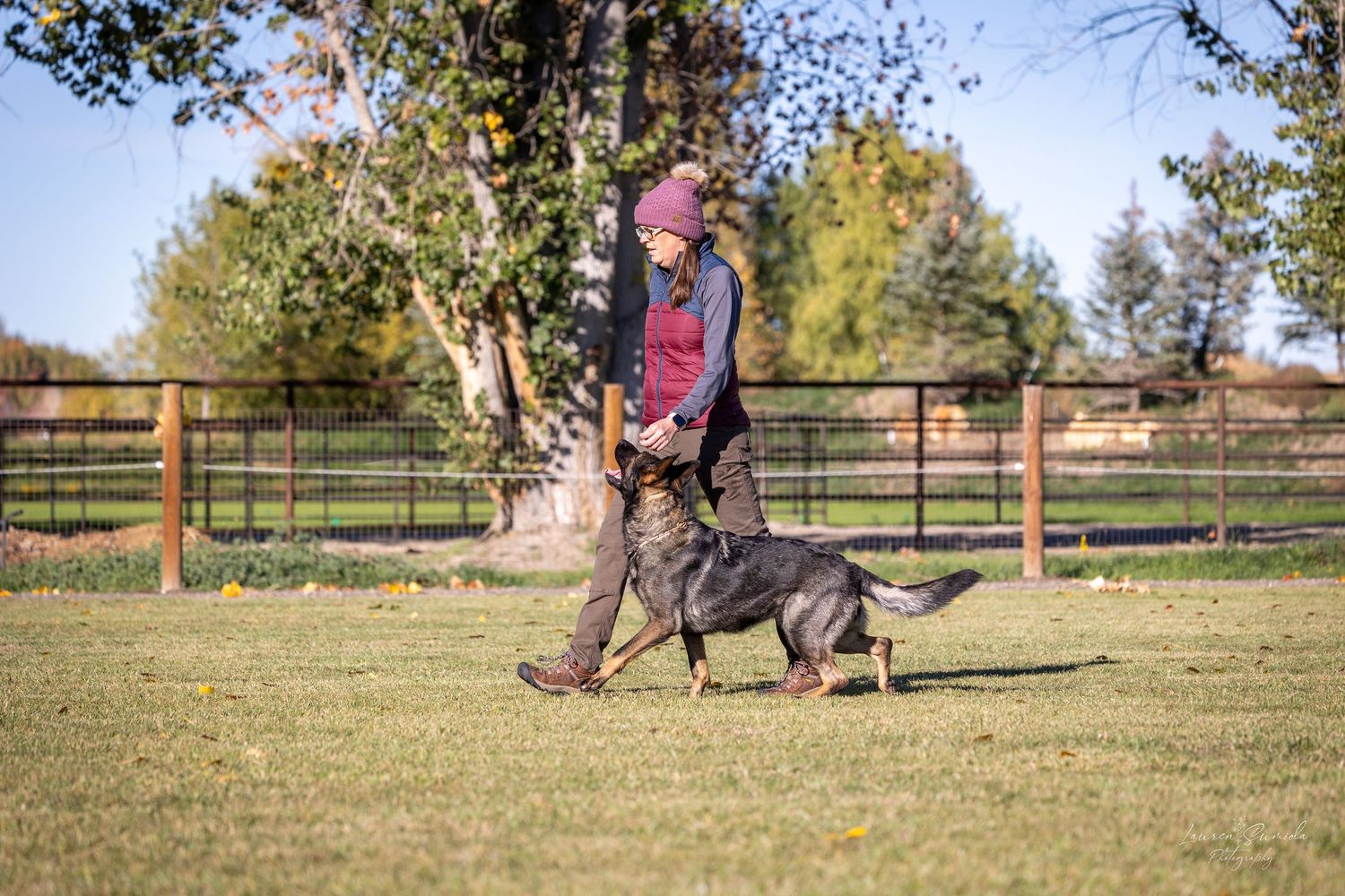 Black dog following training commands in a grassy field with wooden fencing in the background.