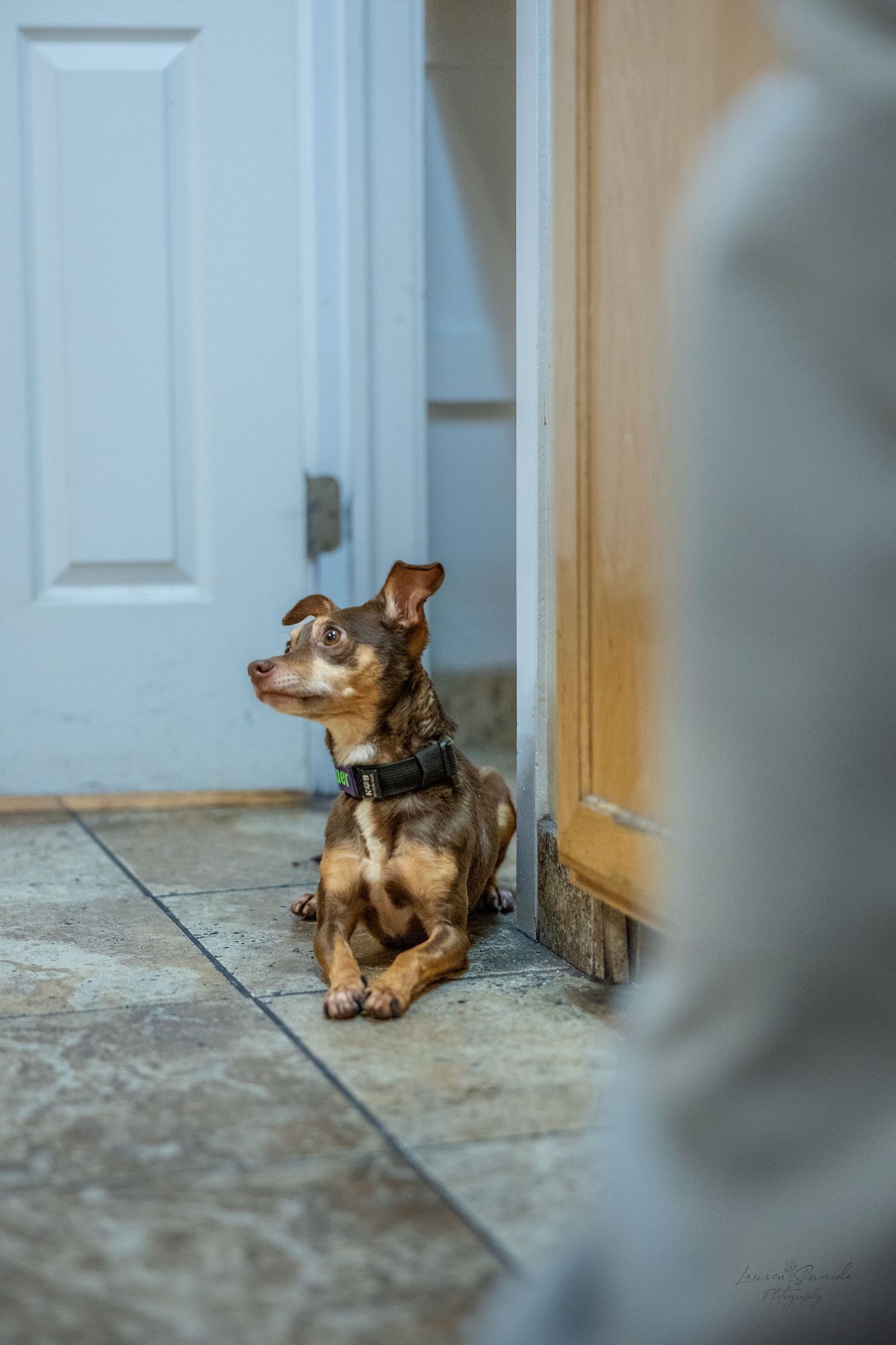 Brown dog sitting alertly by doorway on concrete floor.
