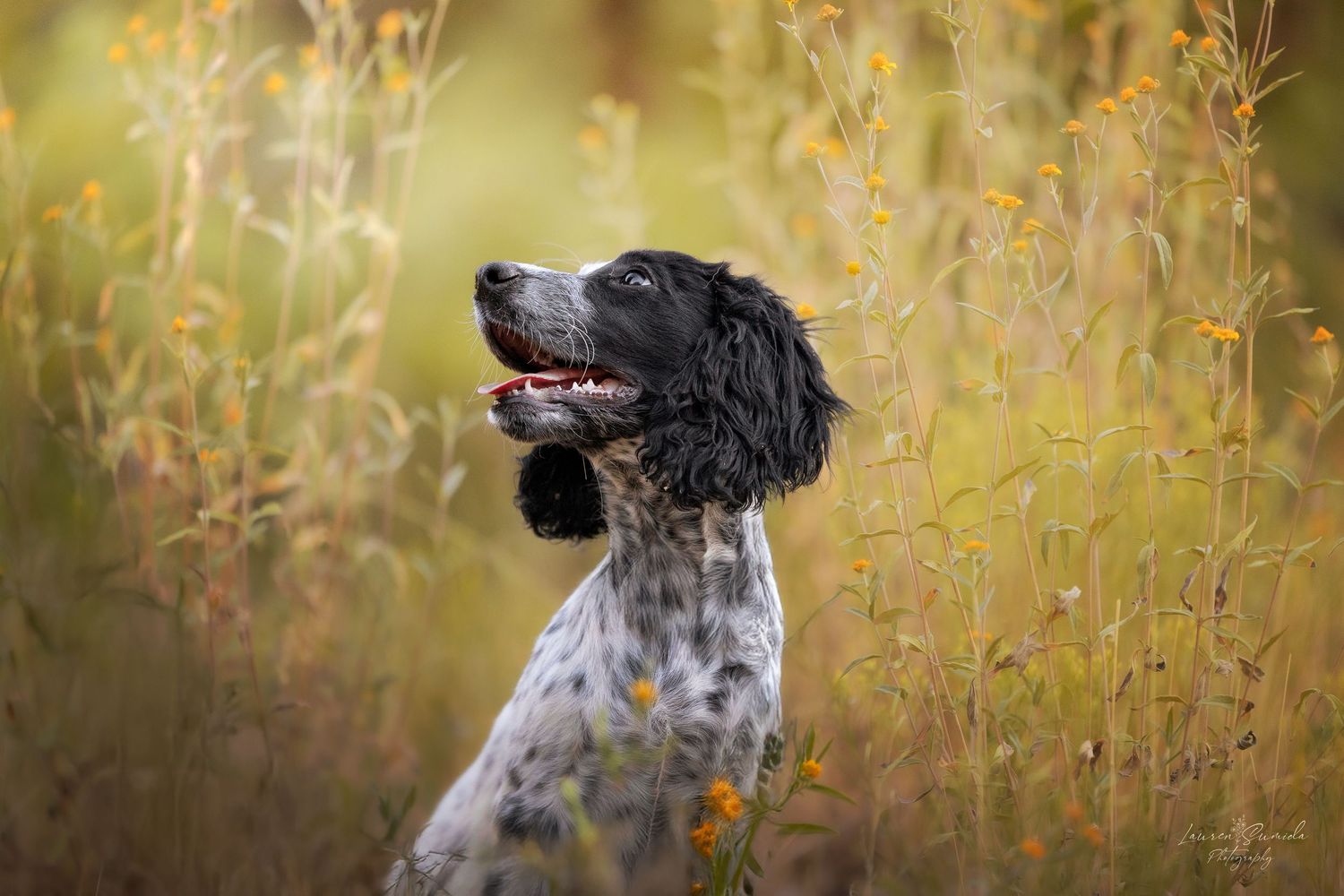 English Setter dog looking alert in golden autumn field.