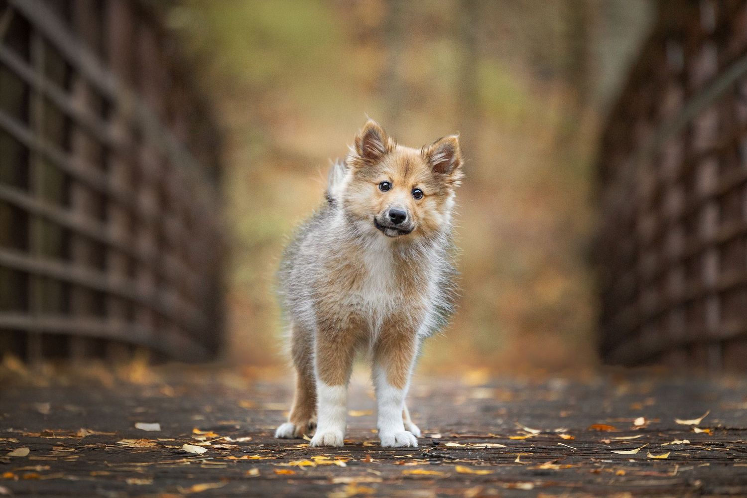 Small fluffy puppies walking along wooden bridge path in autumn setting.