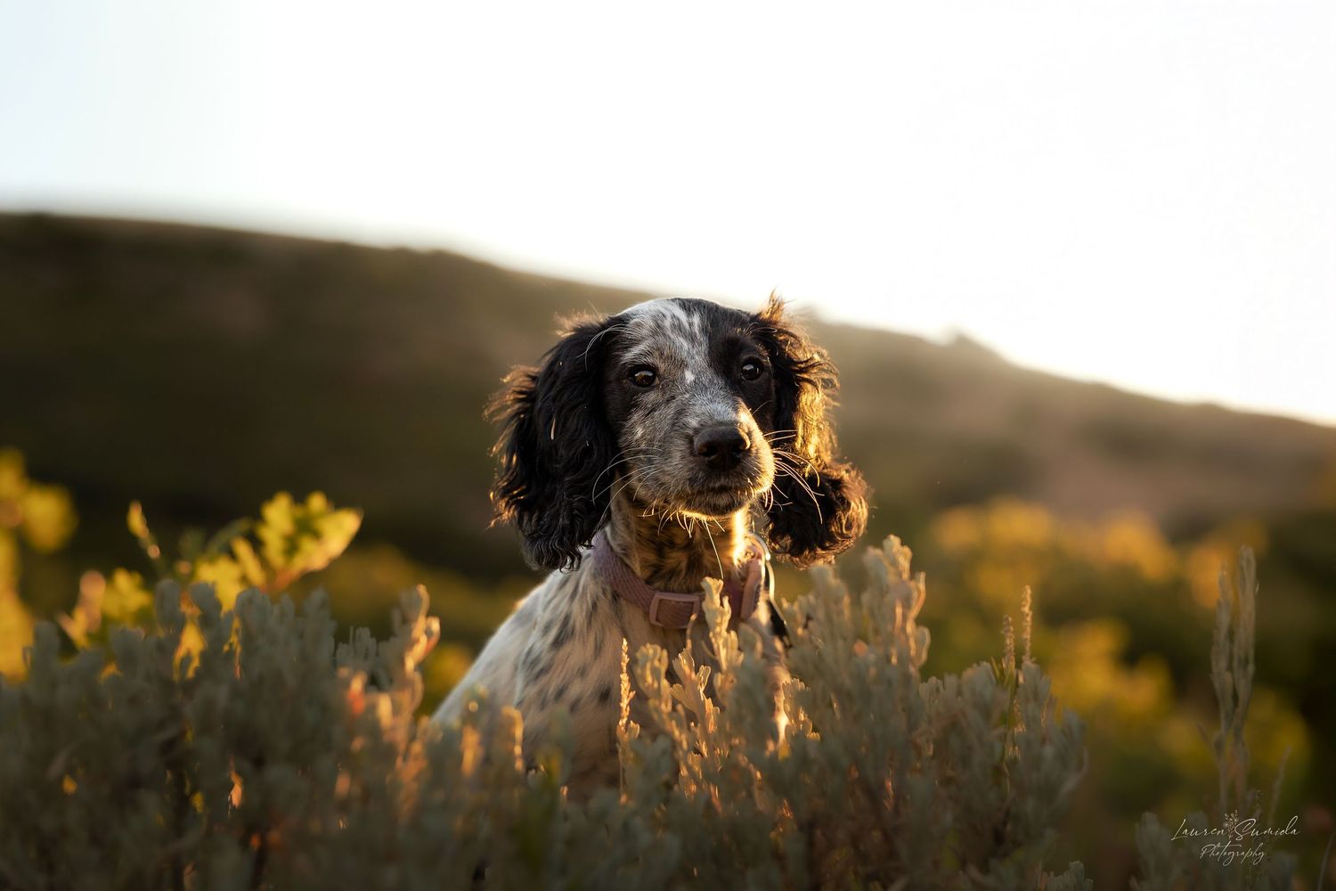 Silhouette of a spaniel dog against a golden sunset with mountains in the distance.