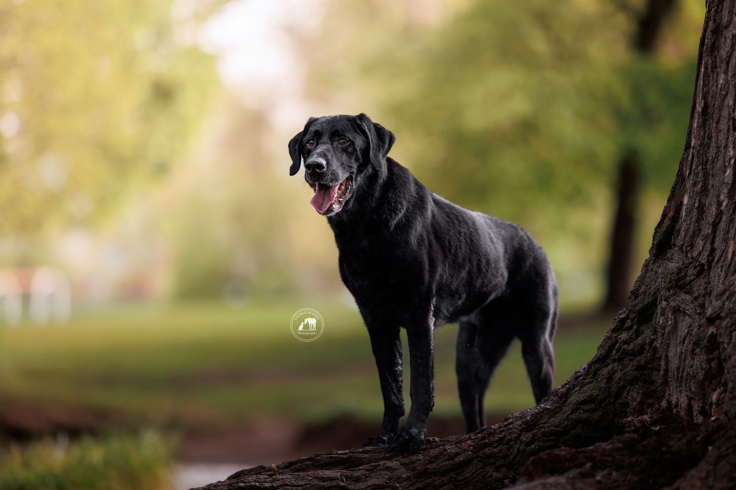 Black Labrador Retriever standing on tree roots in a lush green park, tongue out, looking alert and happy.