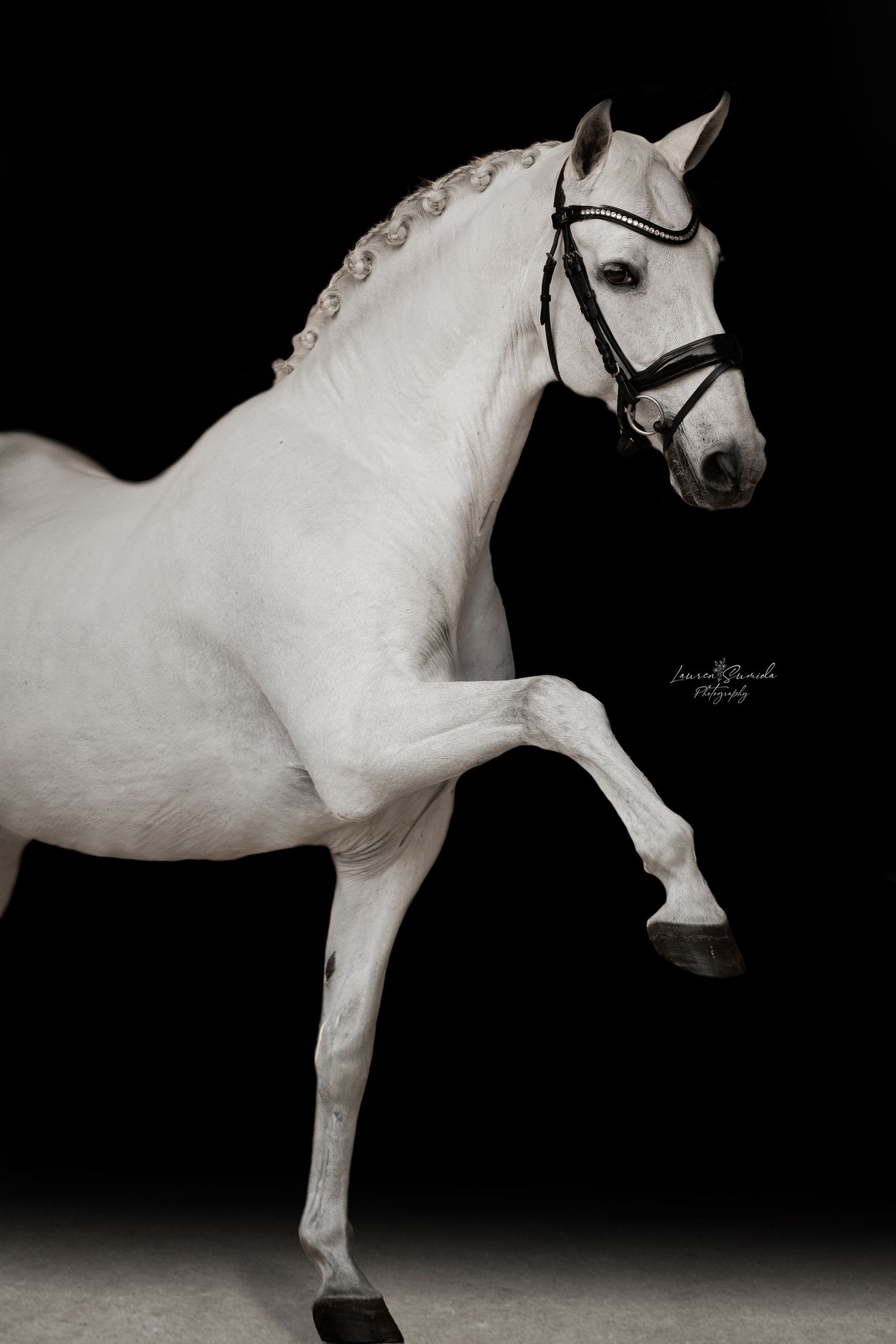 Artistic black and white studio portraits of a white horse showing dynamic movement and grace.