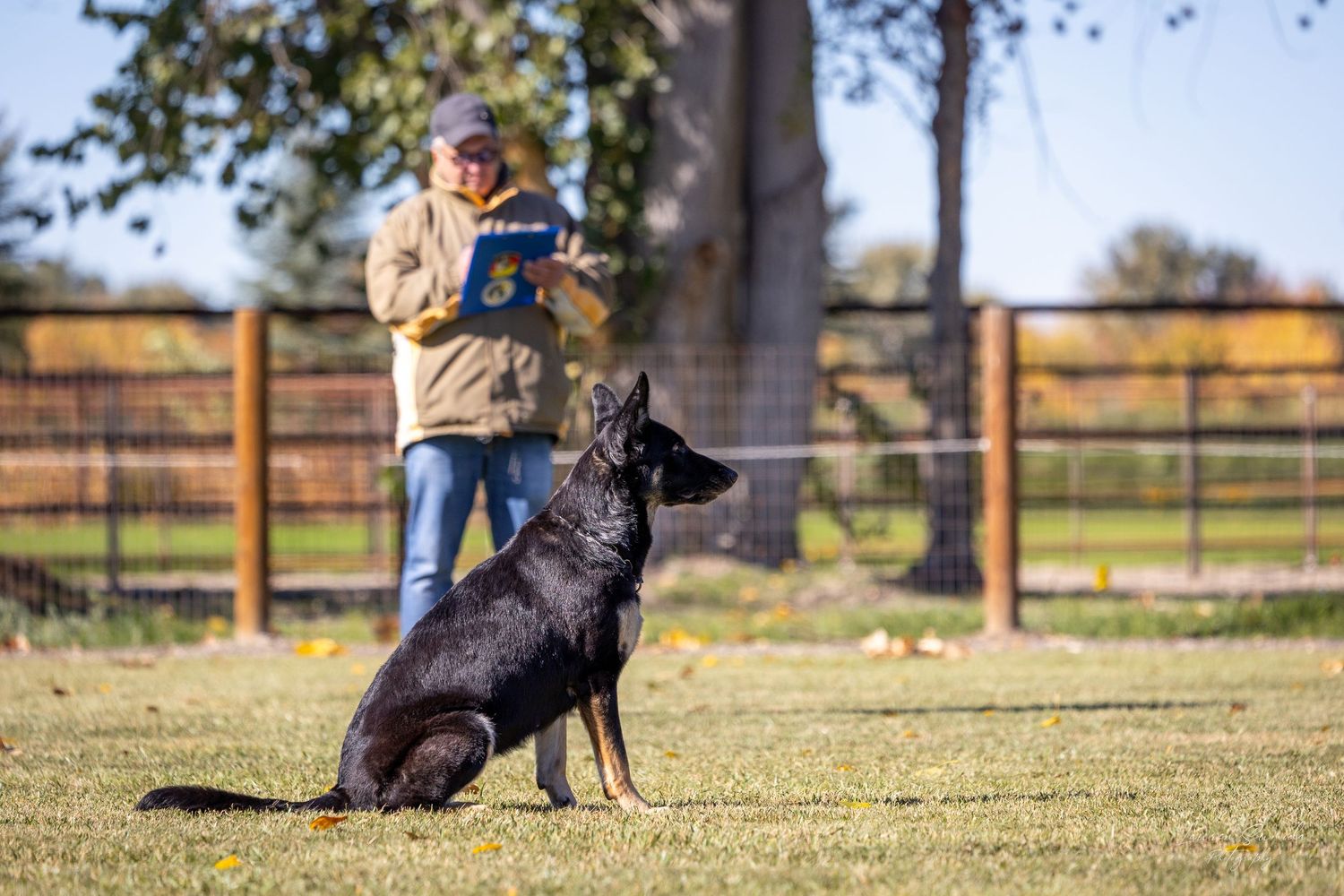 German Shepherd sitting attentively during outdoor training session.