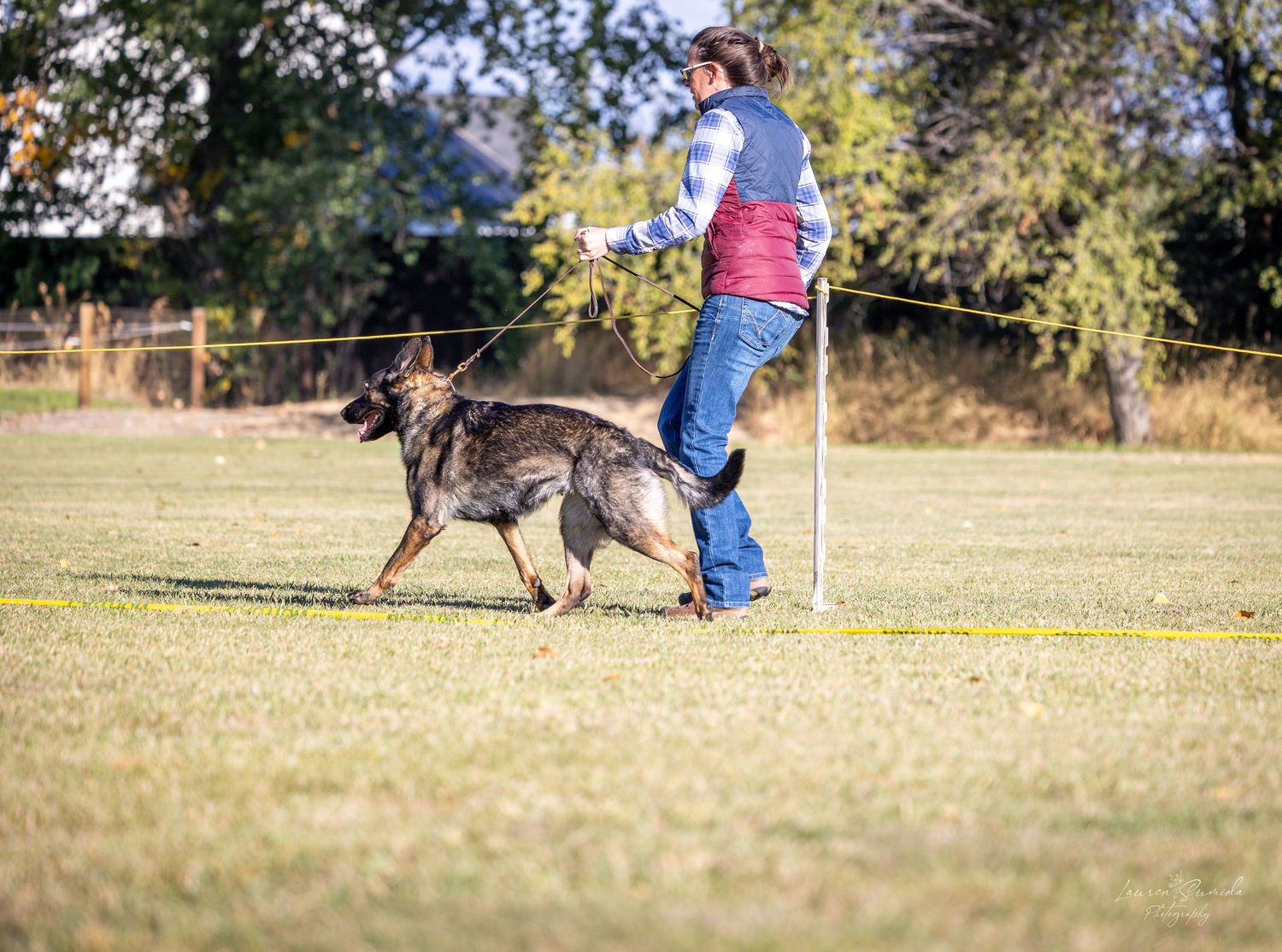 German Shepherd performing tracking exercises with trainer in an open field.