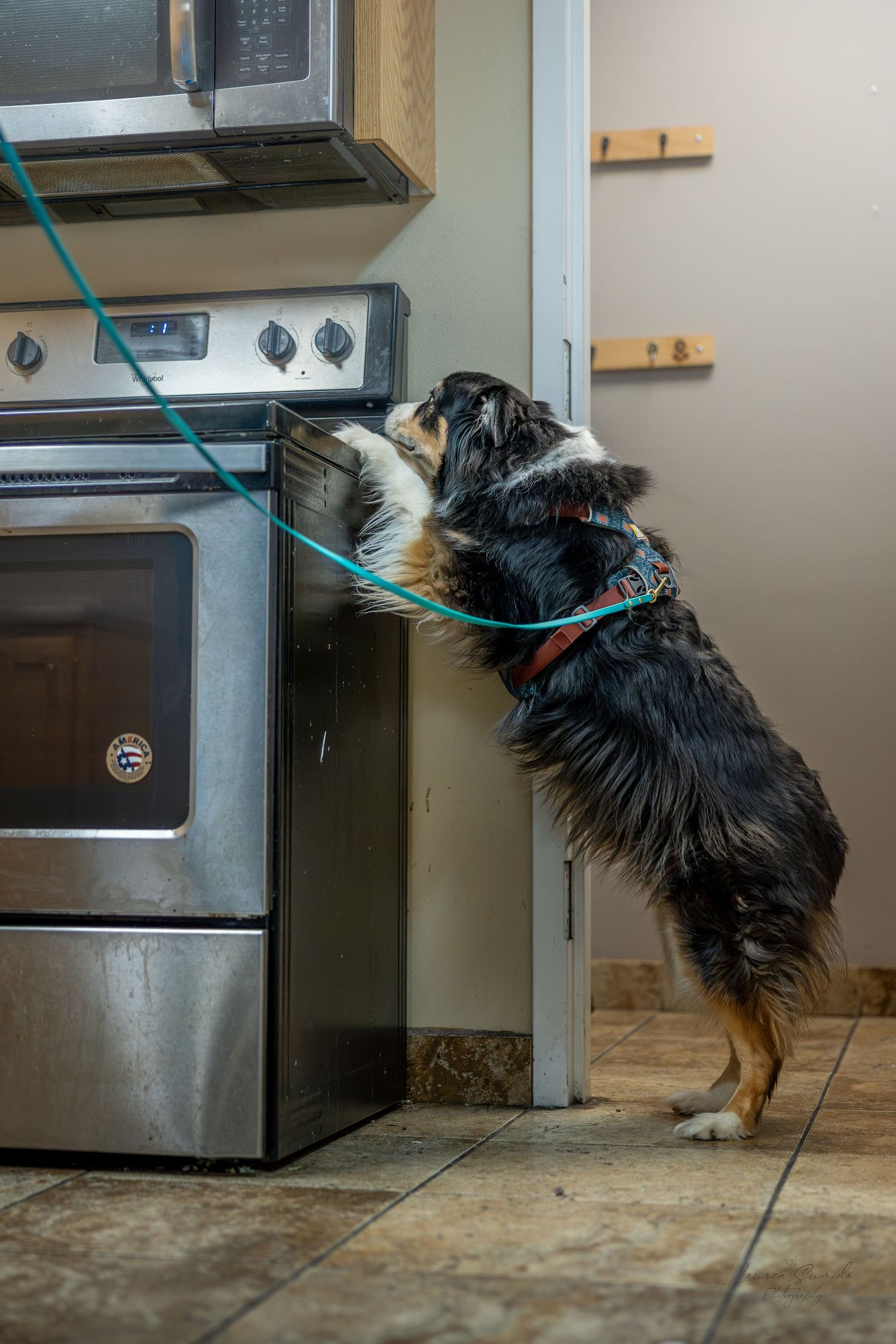 Dog performing scent detection exercises near kitchen appliances.