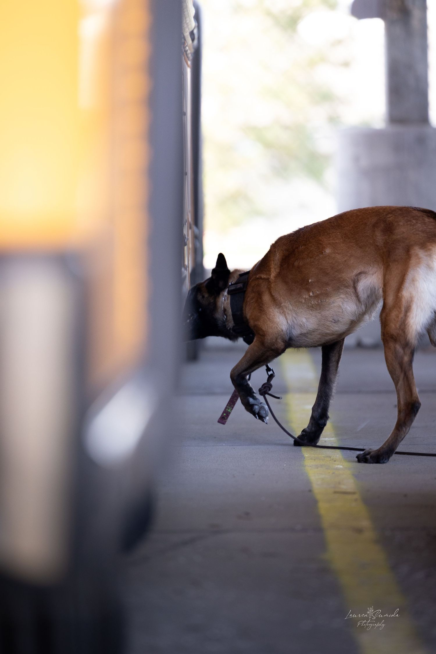A Belgian Malinois dog in action during a training exercise.