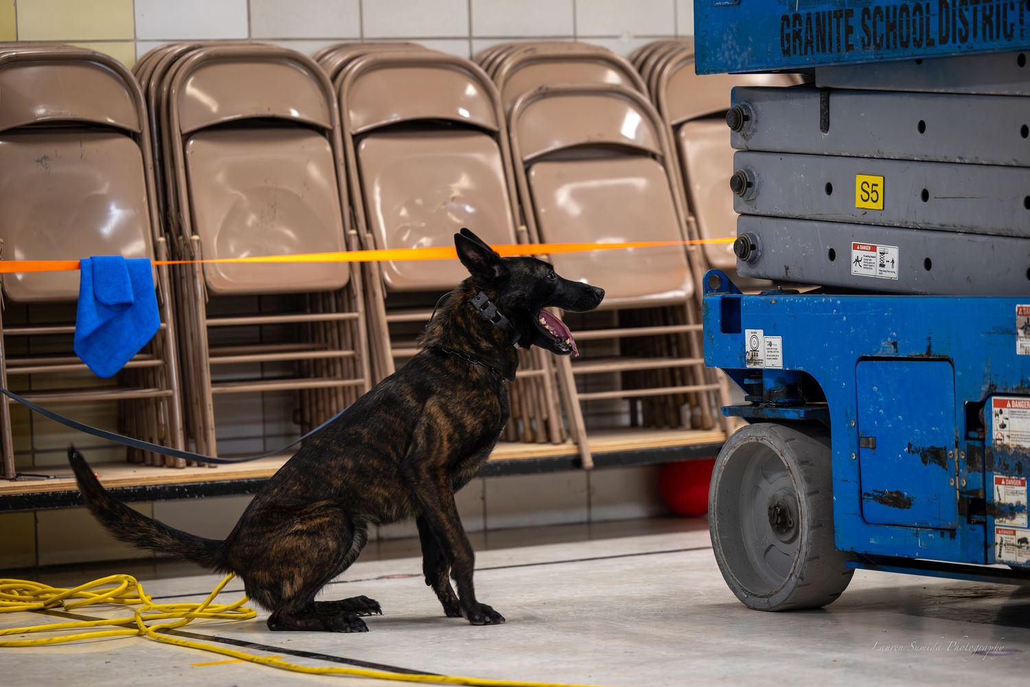 A black working dog investigates equipment during an indoor training session.