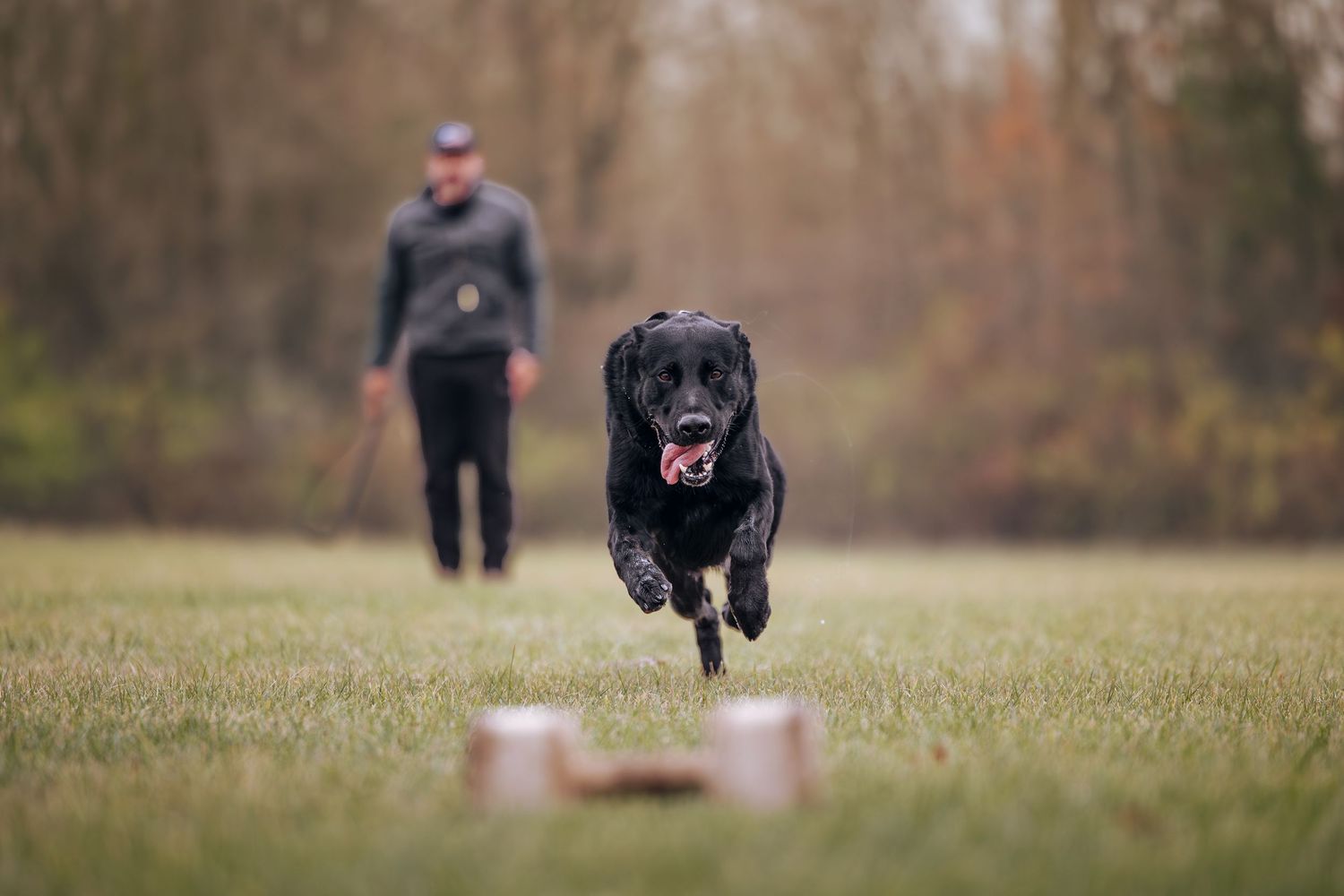 Black dog leaping over training equipment during outdoor exercise.