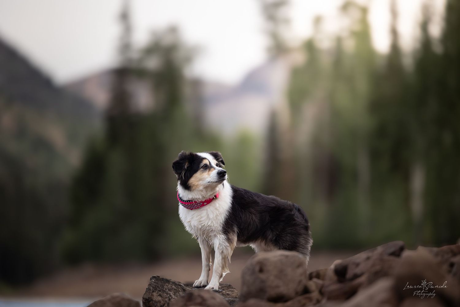 A small white and black dog stands majestically against a mountain landscape at sunset.