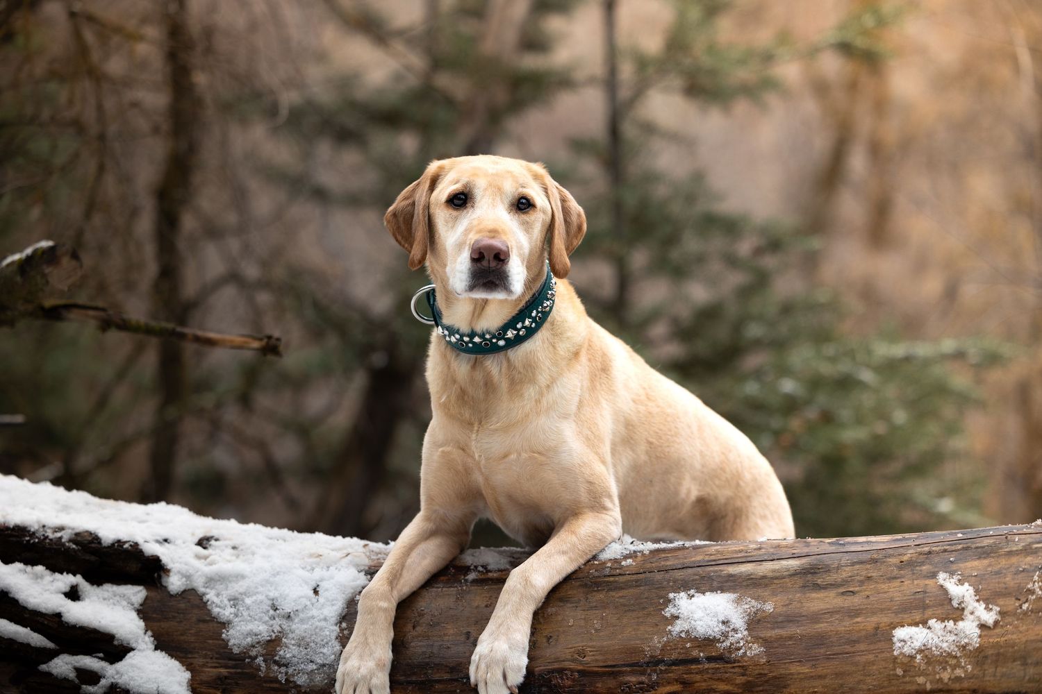 Yellow Labrador resting on snow-covered log in winter mountain setting.